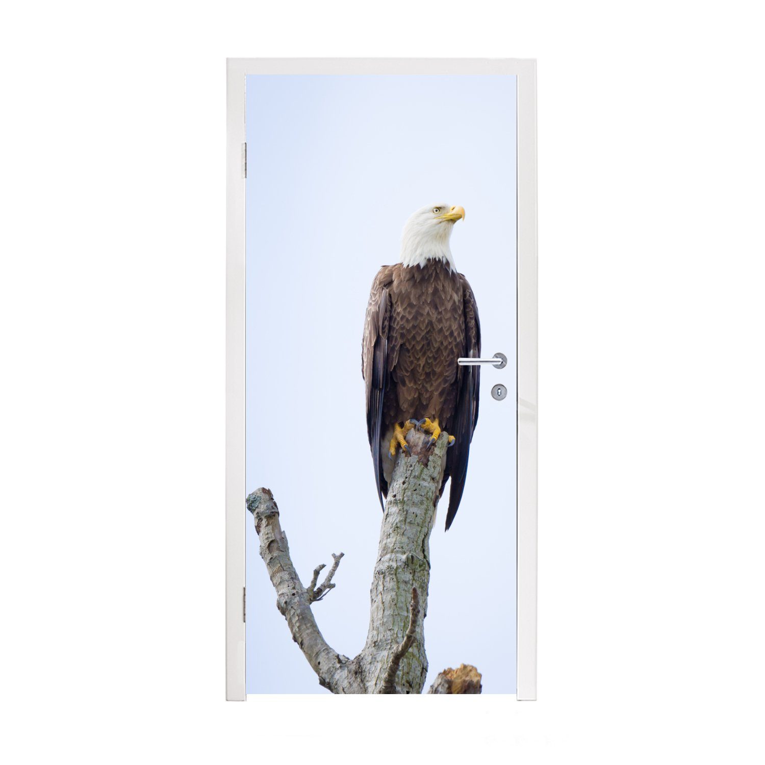 MuchoWow Türtapete Amerikanischer Weißkopfseeadler - Adler - Raubvögel - Sitzen, Matt, bedruckt, (1 St), Fototapete für Tür, Türaufkleber, 75x205 cm