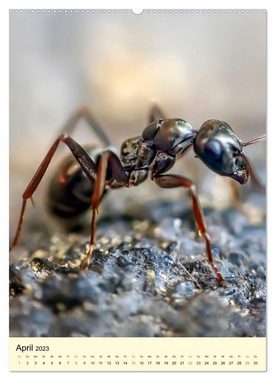 CALVENDO Wandkalender Ameisen quirlige Arbeiter (Premium, hochwertiger DIN A2 Wandkalender 2023, Kunstdruck in Hochglanz)