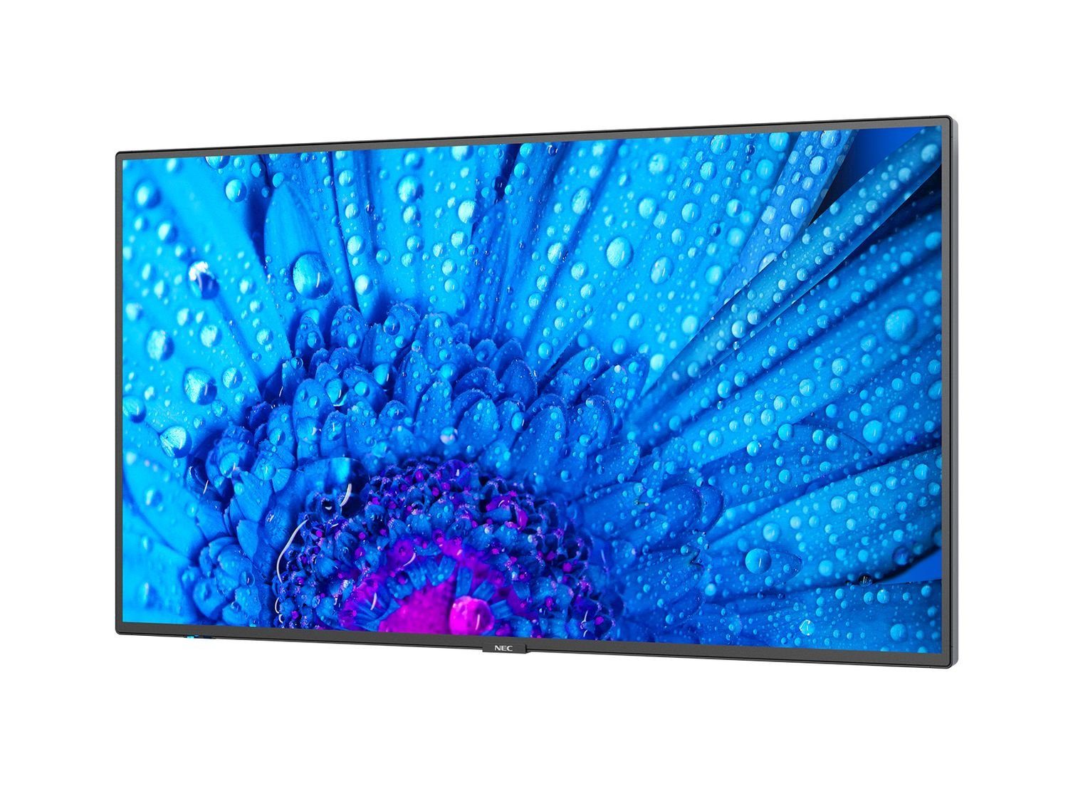 NEC M491 LED-Monitor (123.2 cm/49 ", 3840 x 2160 px, 8 ms Reaktionszeit, IPS, 16:9, schwarz)