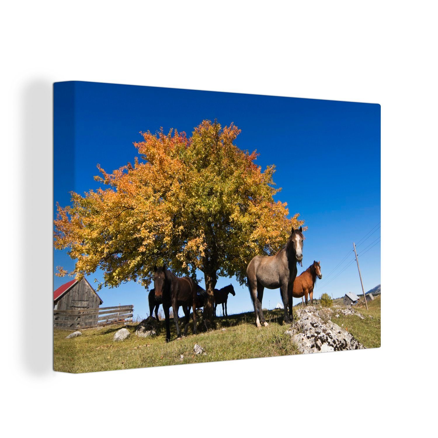 OneMillionCanvasses® Leinwandbild Pferde in der Nähe eines Baumes im Durmitor-Nationalpark, Montenegro, (1 St), Wandbild Leinwandbilder, Aufhängefertig, Wanddeko, 30x20 cm