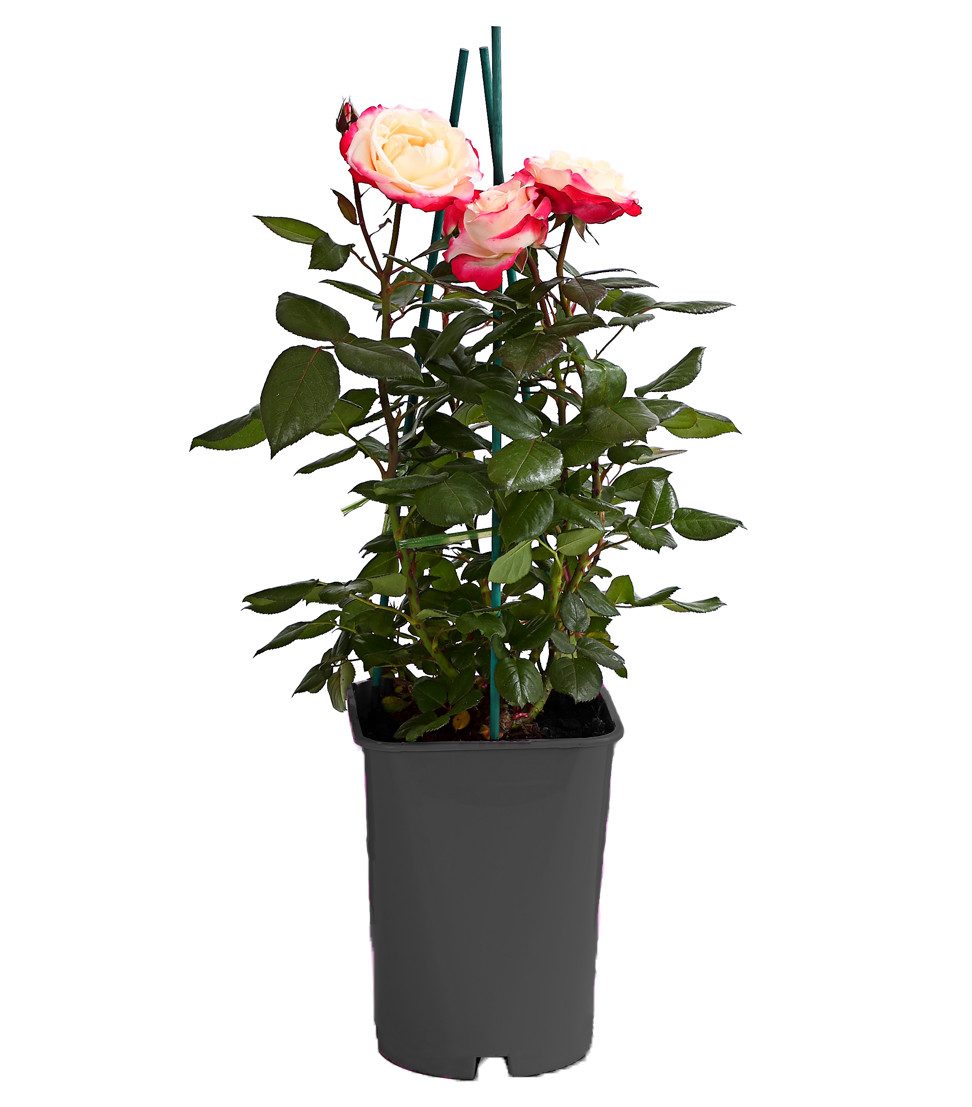 Dehner Rose Edelrose Nostalgie®, zweifarbige Blüten creme/rot, gefüllt und duftend, 20-30 cm, Züchter Tantau