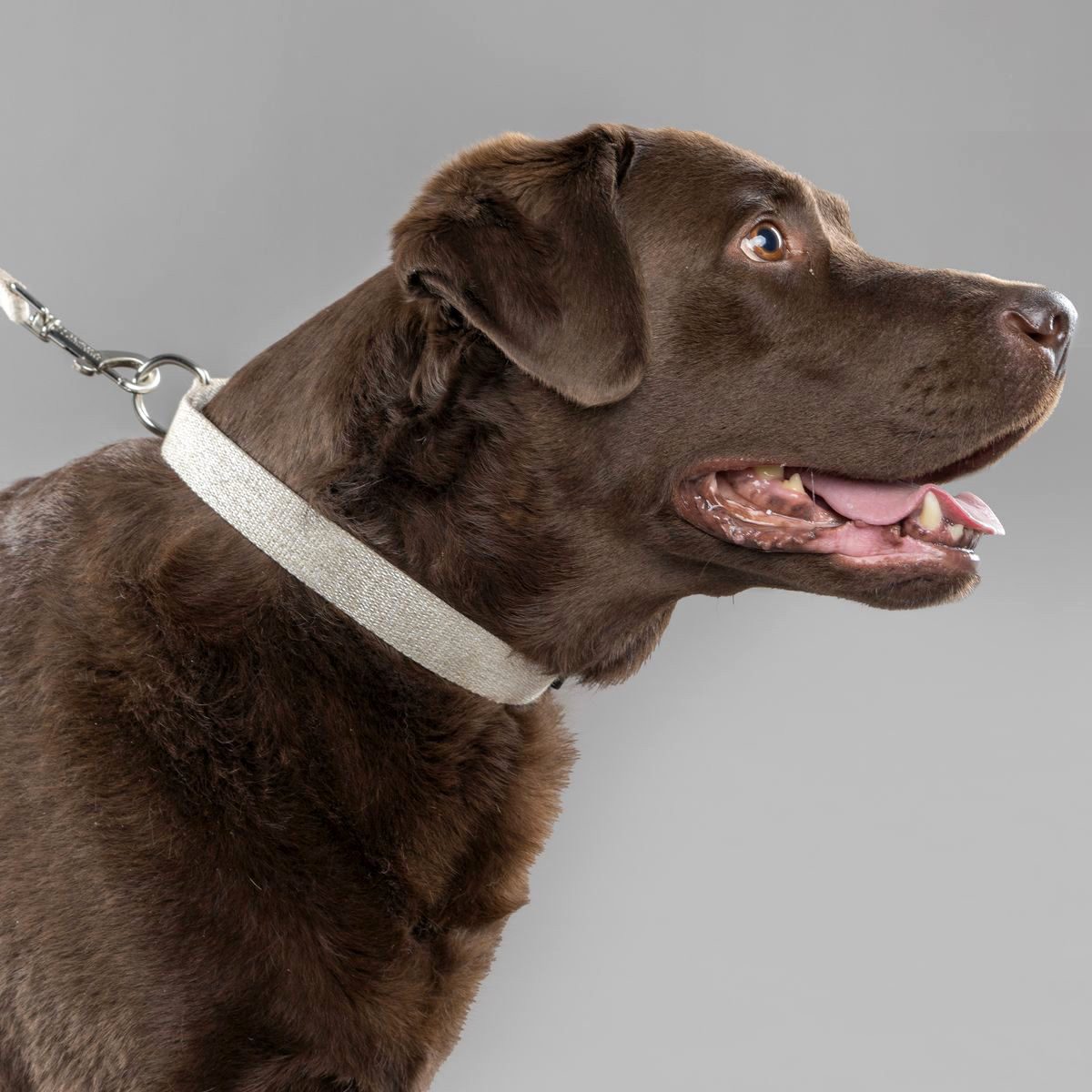 Flamingo Hunde-Halsband Halsband Lago beige