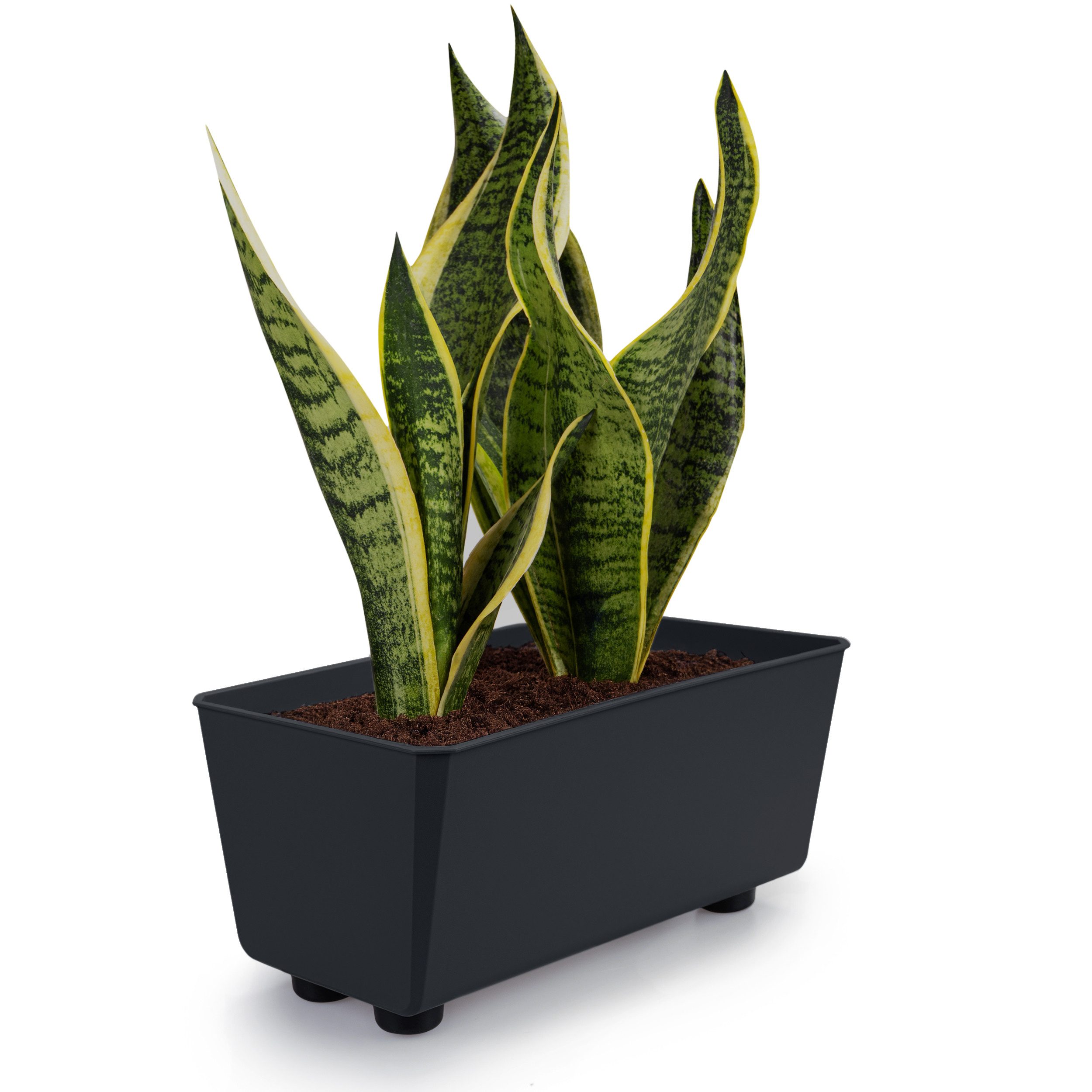 KONZEPT Blumenkasten Blumentöpfe mit Füßen, rechteckig – kleine Blumenkäste günstig online kaufen