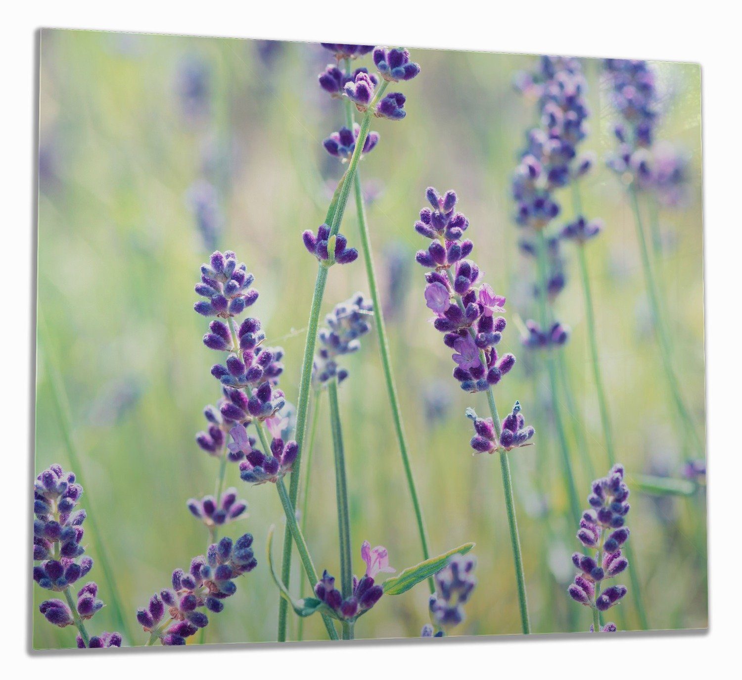 Wallario Herd-Abdeckplatte Lila Blumenfreude - Violette Pflanzen auf der Wiese, ESG-Sicherheitsglas, (Glasplatte, 1 tlg., inkl. 5mm Noppen), verschiedene Größen