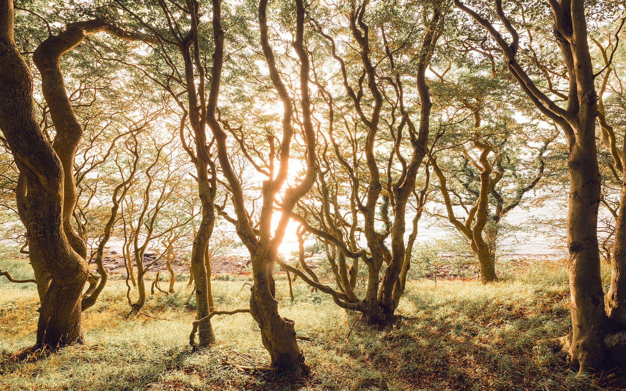 Fototapete cm (Packung, - Birch geblümt, stabiler botanisch, in 1 Höhe), 400 cm, Bold Vlies x gemustert, glatt, Vliestapete, Rolle - Fototapete 400x250 (Breite 100 x Kartonhülse), auf cm Größe Bahnbreite Komar St., Lieferung floral, 250 tropisch,