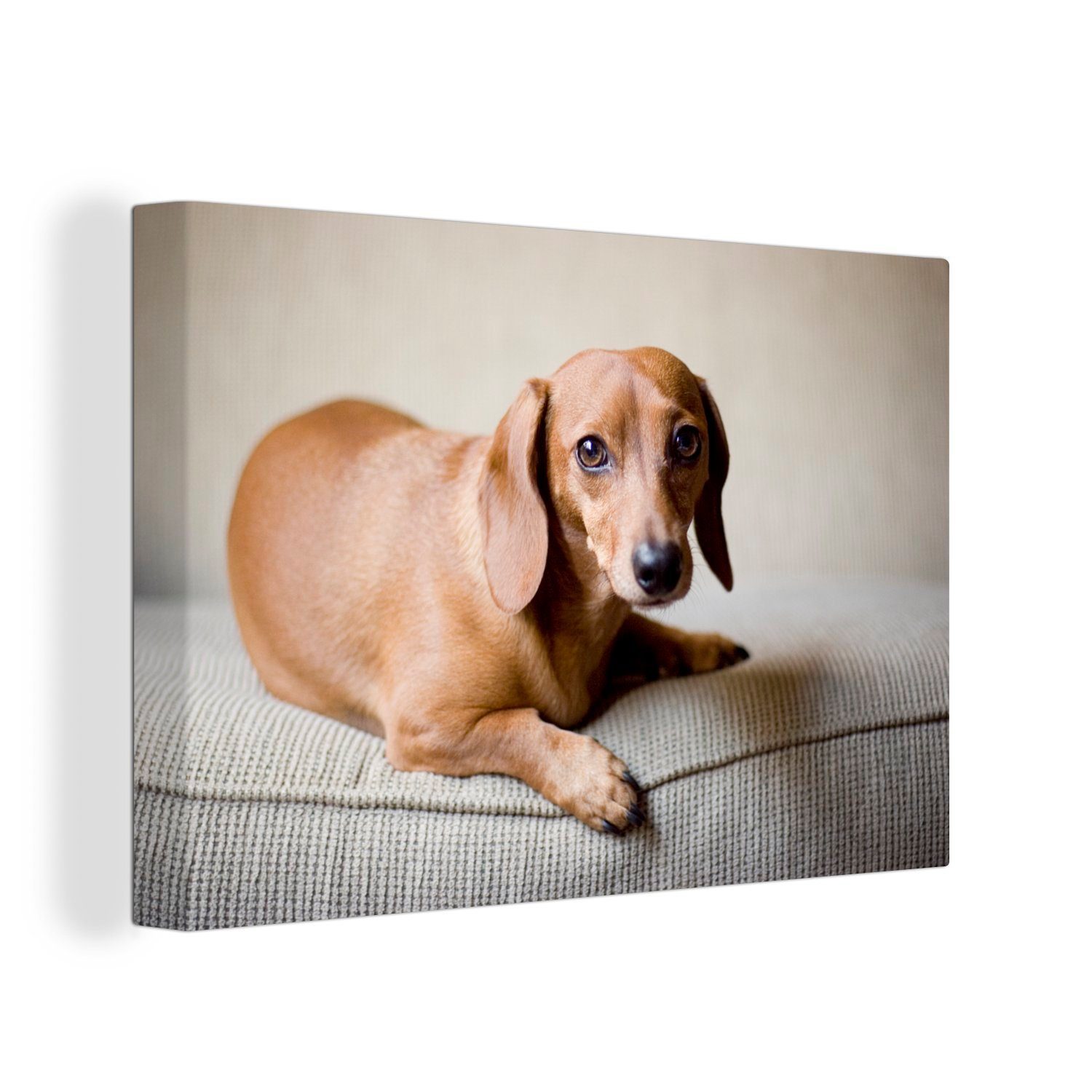 OneMillionCanvasses® Leinwandbild Ein brauner Dackel schaut in die Kamera, (1 St), Wandbild Leinwandbilder, Aufhängefertig, Wanddeko, 30x20 cm