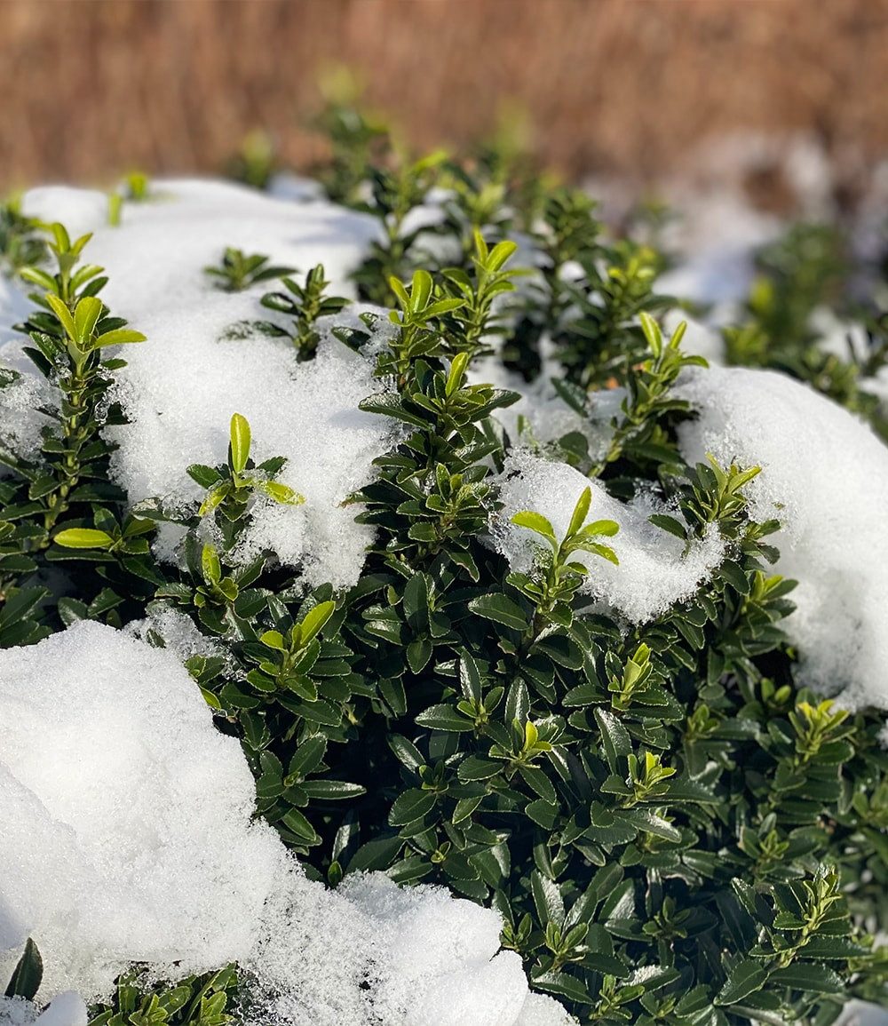 BALDUR Garten Zierstrauch Euonymus 'Green Empire®', 1 St., Dunkelgrün, immergrün, winterhart, mehrjährig, pflegeleicht