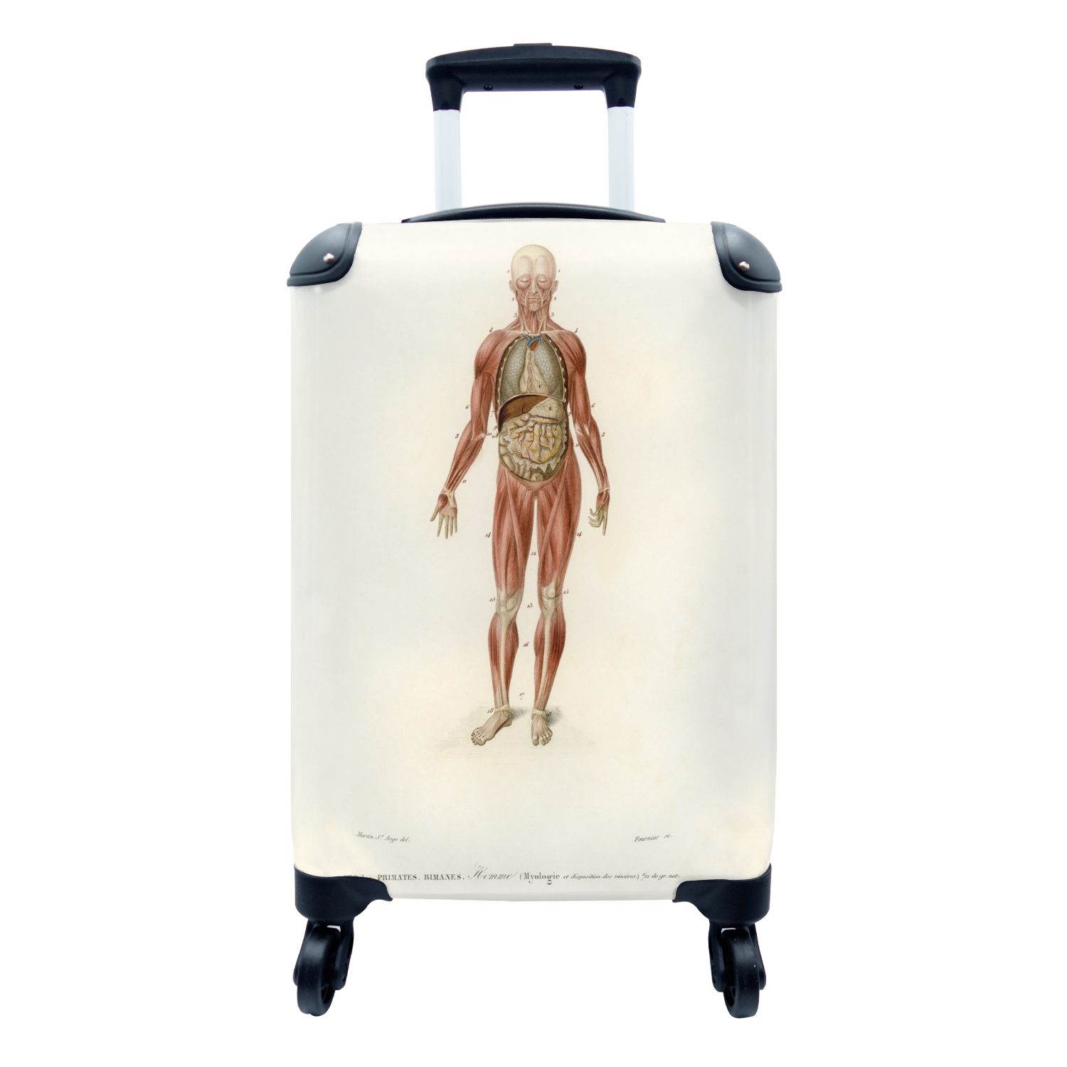 - Handgepäckkoffer für Reisetasche Rollen, Trolley, Handgepäck rollen, Mensch, mit 4 - Körper MuchoWow Anatomie Ferien, Reisekoffer