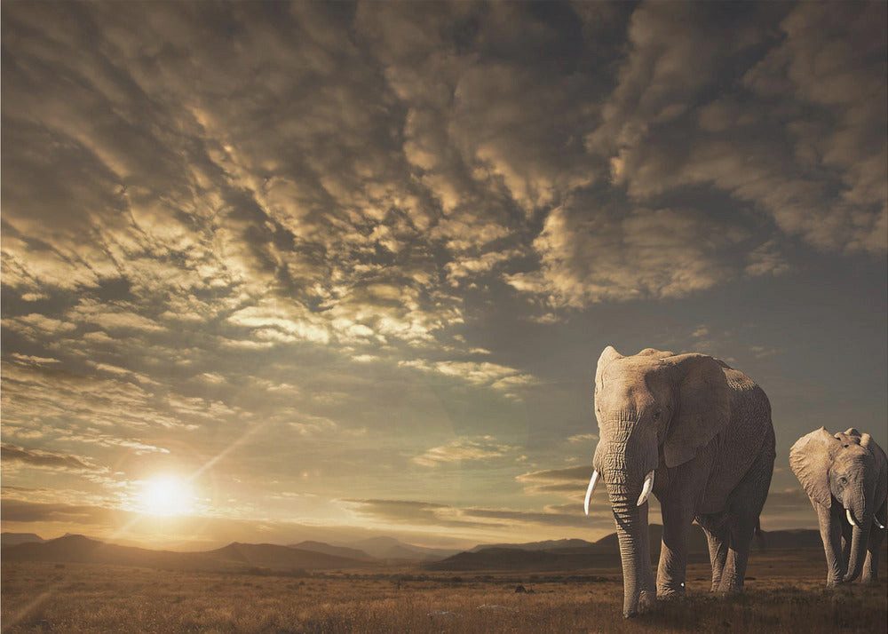 Papermoon Leinwandbild "Walking in Savannah" von Jackson Carvalho, 250 g/m² Galeriedruck, Auf Holzkeilrahmen, brillante UV-beständige Farben, Made in Germany