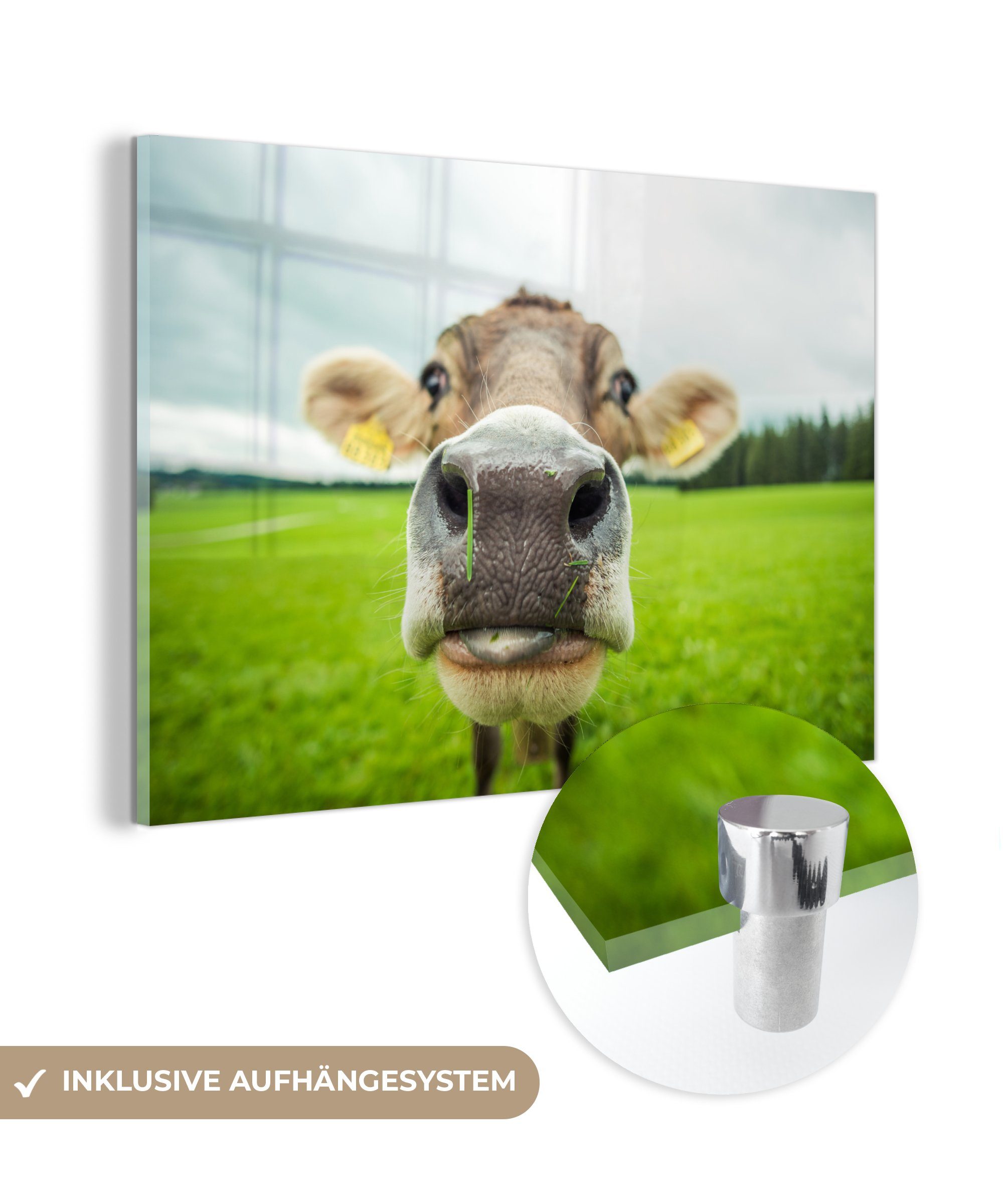 - Wohnzimmer St), Acrylglasbilder - - Acrylglasbild MuchoWow Tiere Kuh Schlafzimmer Makro, (1 & Gras