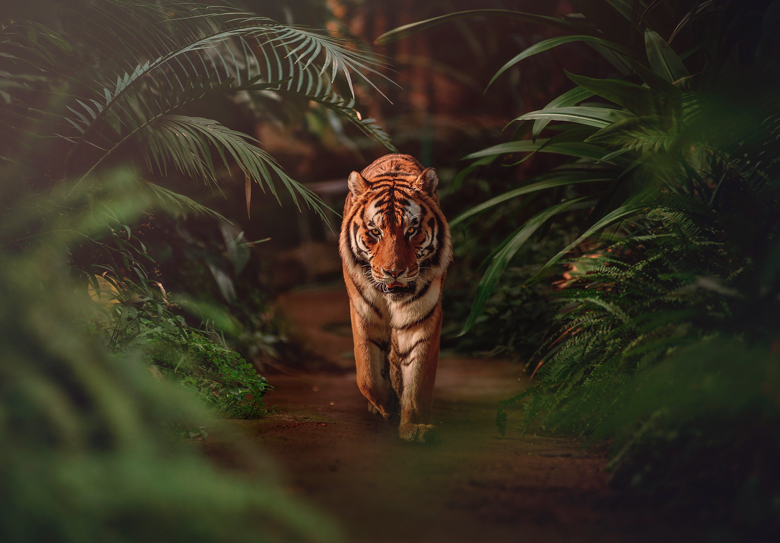 Wallarena Fototapete Tiger Wald Dschungel 3D EFFEKT Vlies Tapete Wohnzimmer Schlafzimmer, Glatt, Tiere, Natur, Blätter, Vliestapete inklusive Kleister