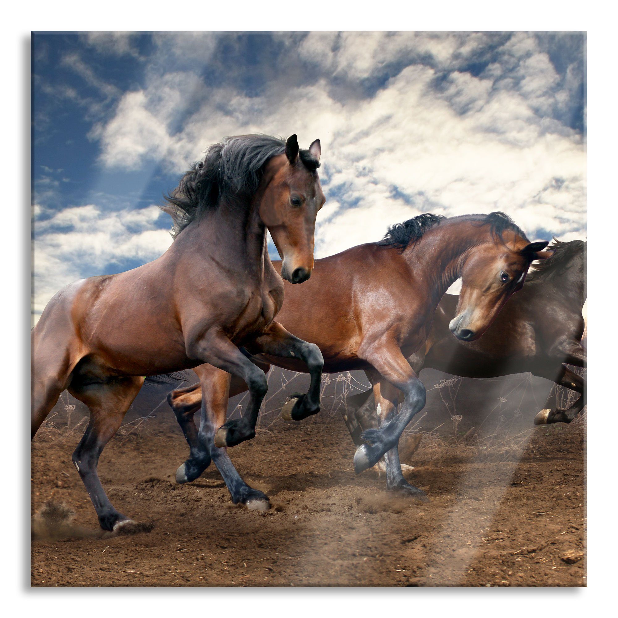 Pixxprint Glasbild Wilde freie Pferde, Wilde freie Pferde (1 St), Glasbild aus Echtglas, inkl. Aufhängungen und Abstandshalter | Bilder