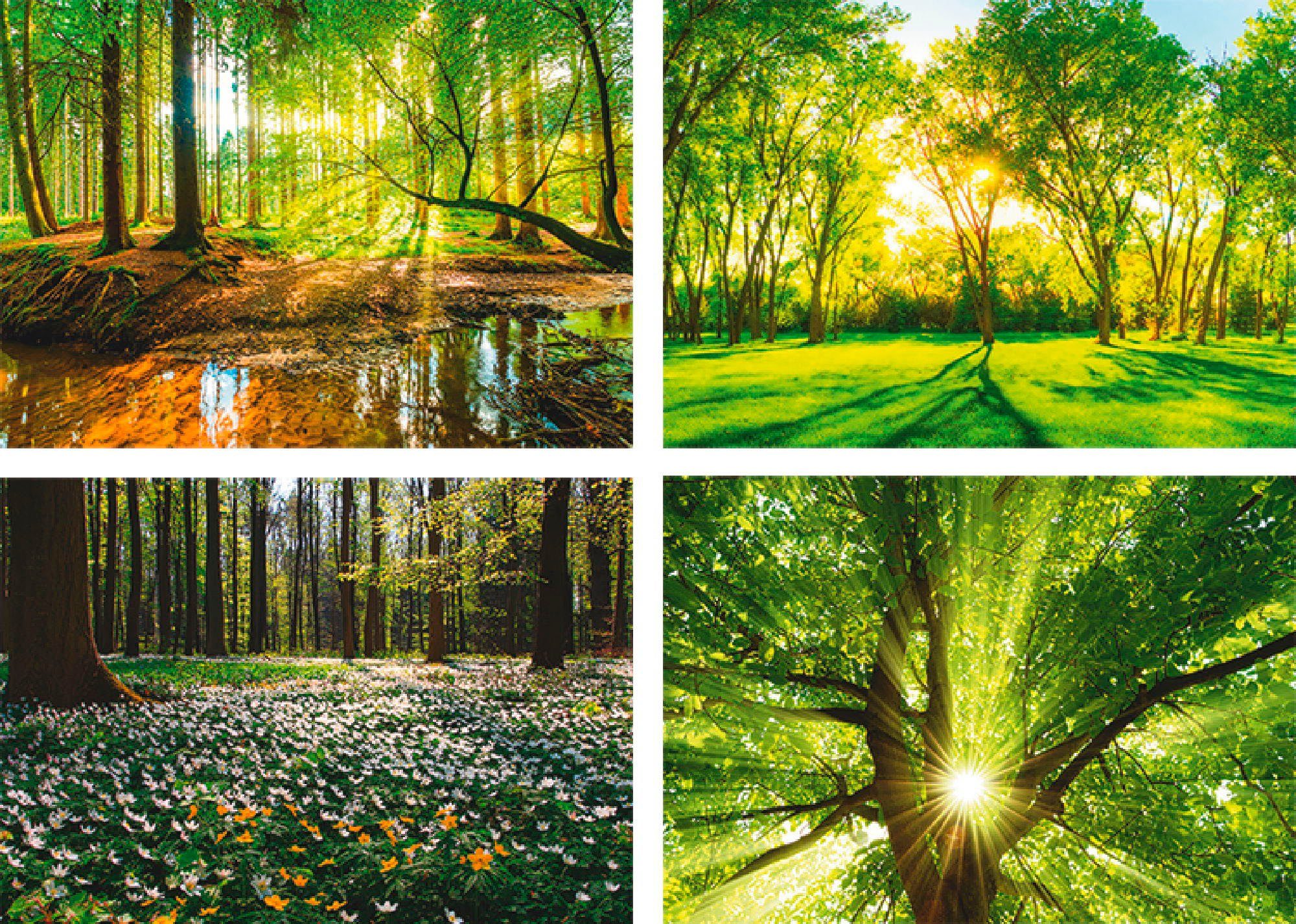 Poster Frühling Windrosen Artland St), Baum, Bach Wald Poster, Bild, (4 Wandposter Sonne Wandbild, Wald