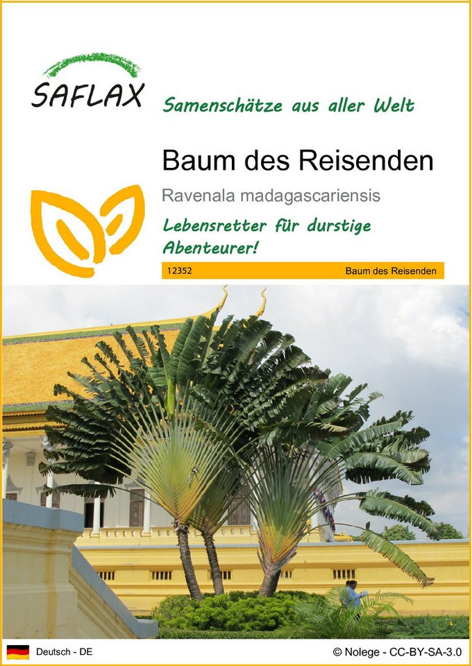 SAFLAX Blumensamen SAFLAX - Samen - Baum des Reisenden