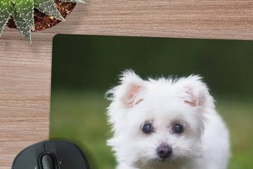 MuchoWow Gaming Mauspad Malteser Hund auf einer Wiese (1-St), Mousepad mit Rutschfester Unterseite, Gaming, 40x40 cm, XXL, Großes