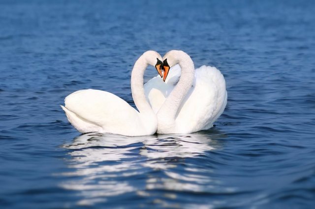 Papermoon Fototapete »Swan Love Couple«, glatt-Otto