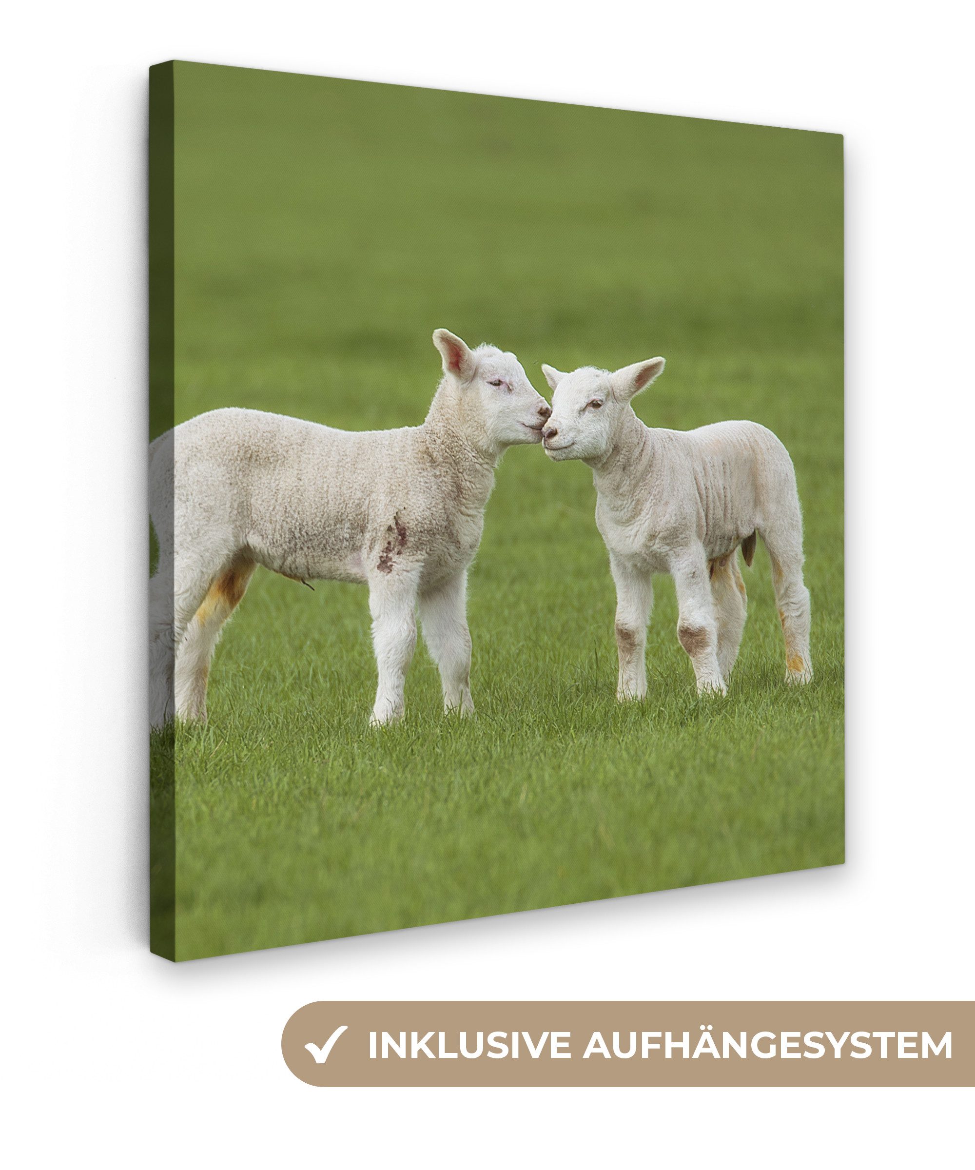 OneMillionCanvasses® Leinwandbild Schaf - Lamm - Bauernhof, Fotodruck (1 St), Wandbild, Deko Schlafzimmer Wohnzimmer Flur 20x20 cm