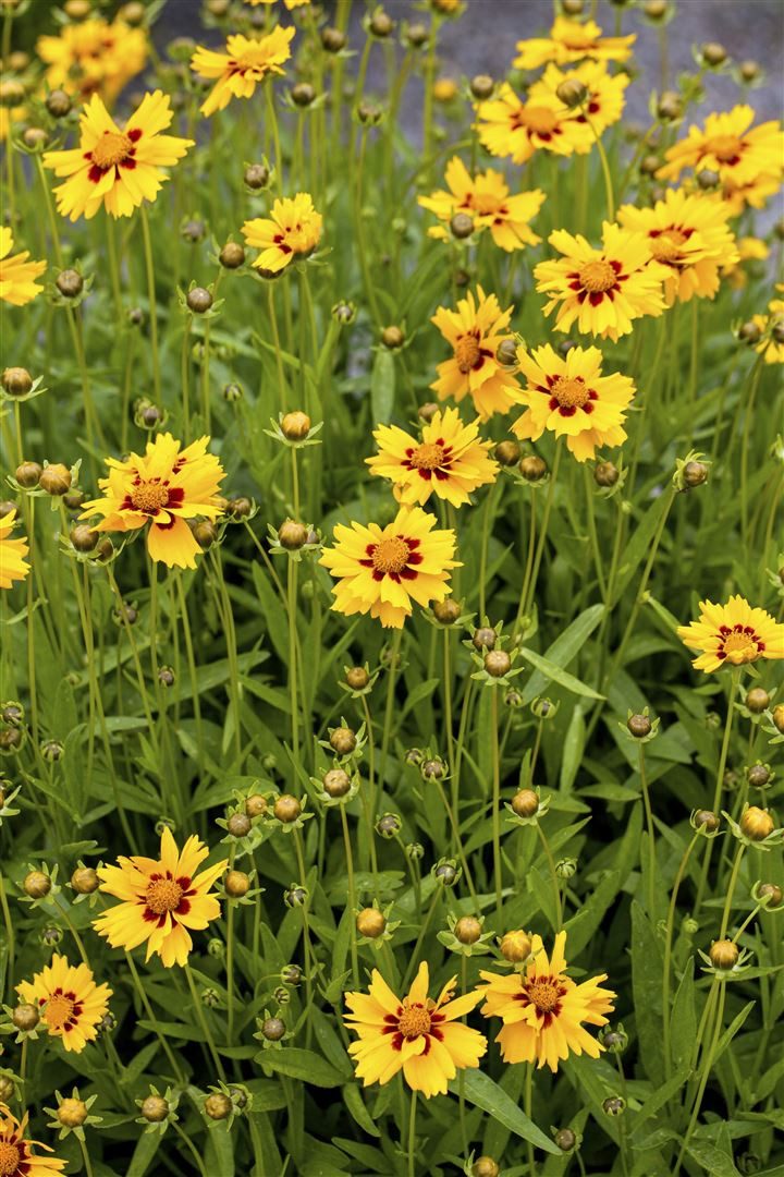 Pflanzen für Dich Staude Coreopsis lanc. Walter, 1 St., Mädchenauge, Lanzettliches Mädchenauge
