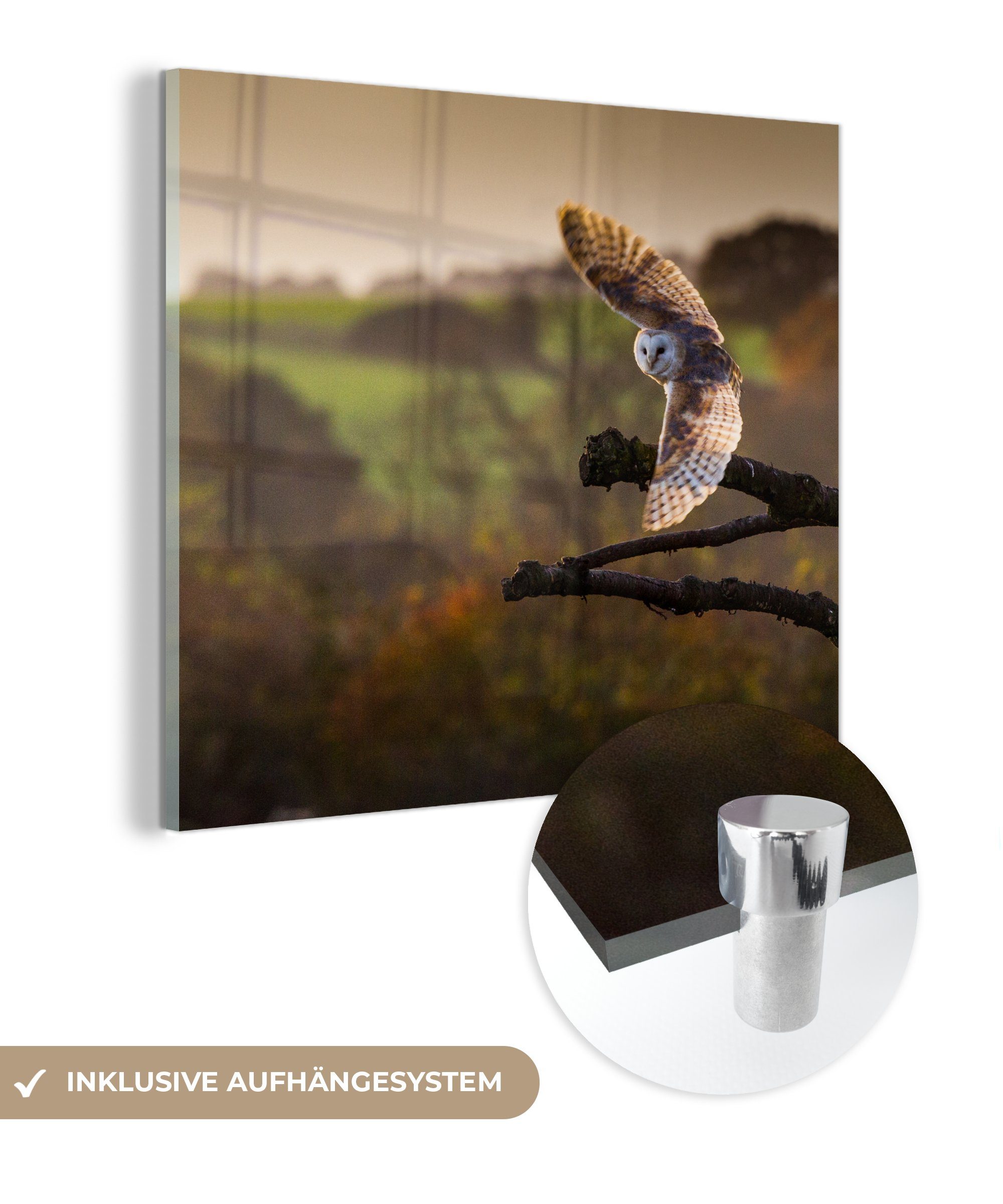 MuchoWow Acrylglasbild Fliegende Eule, (1 St), Glasbilder - Bilder auf Glas Wandbild - Foto auf Glas - Wanddekoration