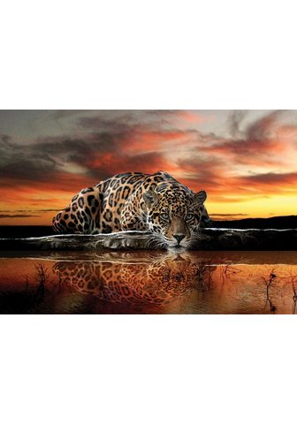 CONSALNET Фотообои »Jaguar Sonnenuntergang...