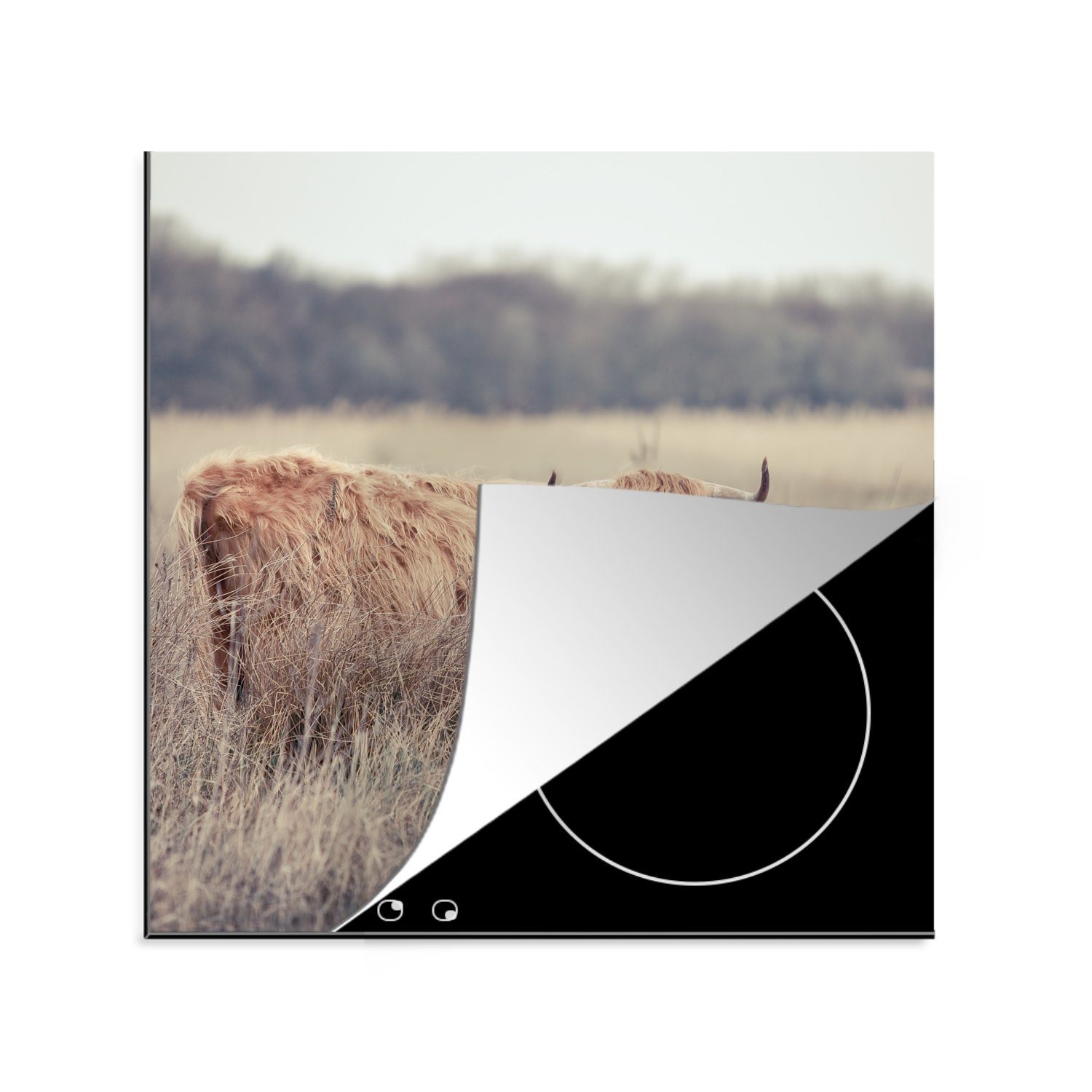 MuchoWow Herdblende-/Abdeckplatte Scottish Highlander - Landschaft - Gras, Vinyl, (1 tlg), 78x78 cm, Ceranfeldabdeckung, Arbeitsplatte für küche | Herdabdeckplatten
