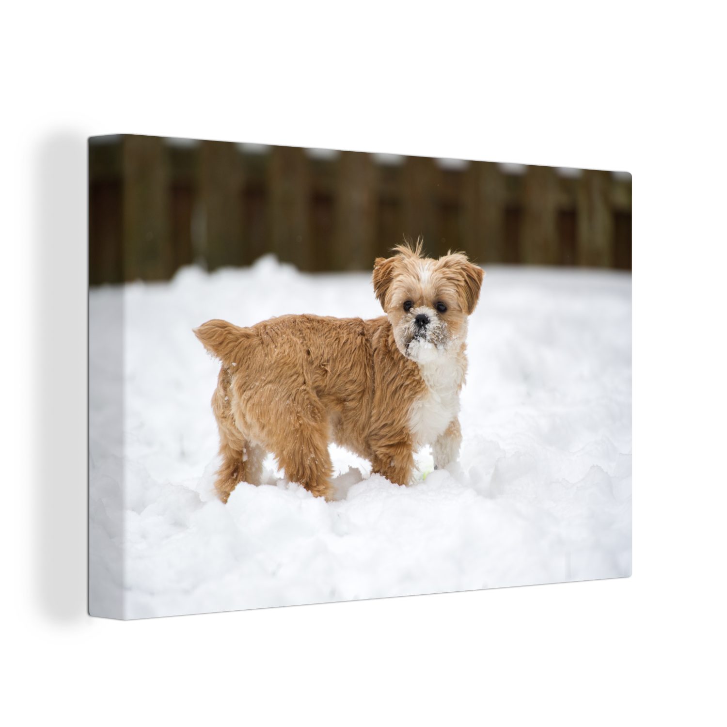 OneMillionCanvasses® Aufhängefertig, (1 spielt im Shih Tzu St), Hund Wanddeko, cm Wandbild Schnee, Leinwandbild Leinwandbilder, 30x20