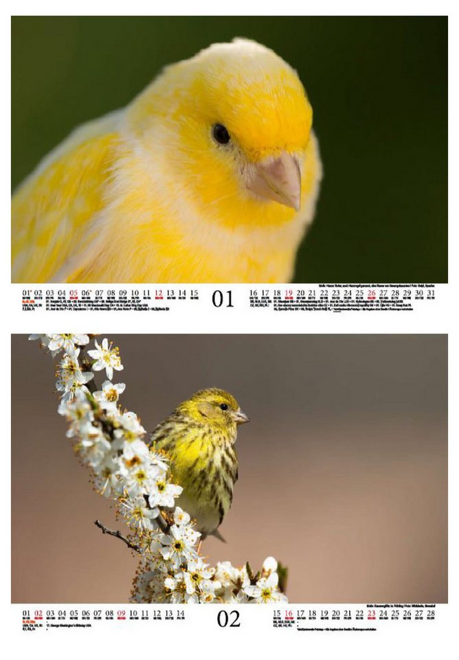 Thumbnail - Seelenzauber Wandkalender Kanarienvogelzauber DIN A4 Kalender für 2025 Kanarienvögel