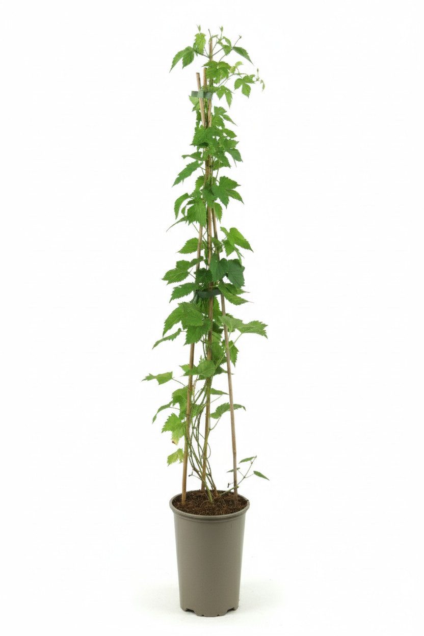 Pflanzen für Dich Kletterpflanze Humulus lupulus, 1 St., Hopfen, kletterpflanze, bieraroma