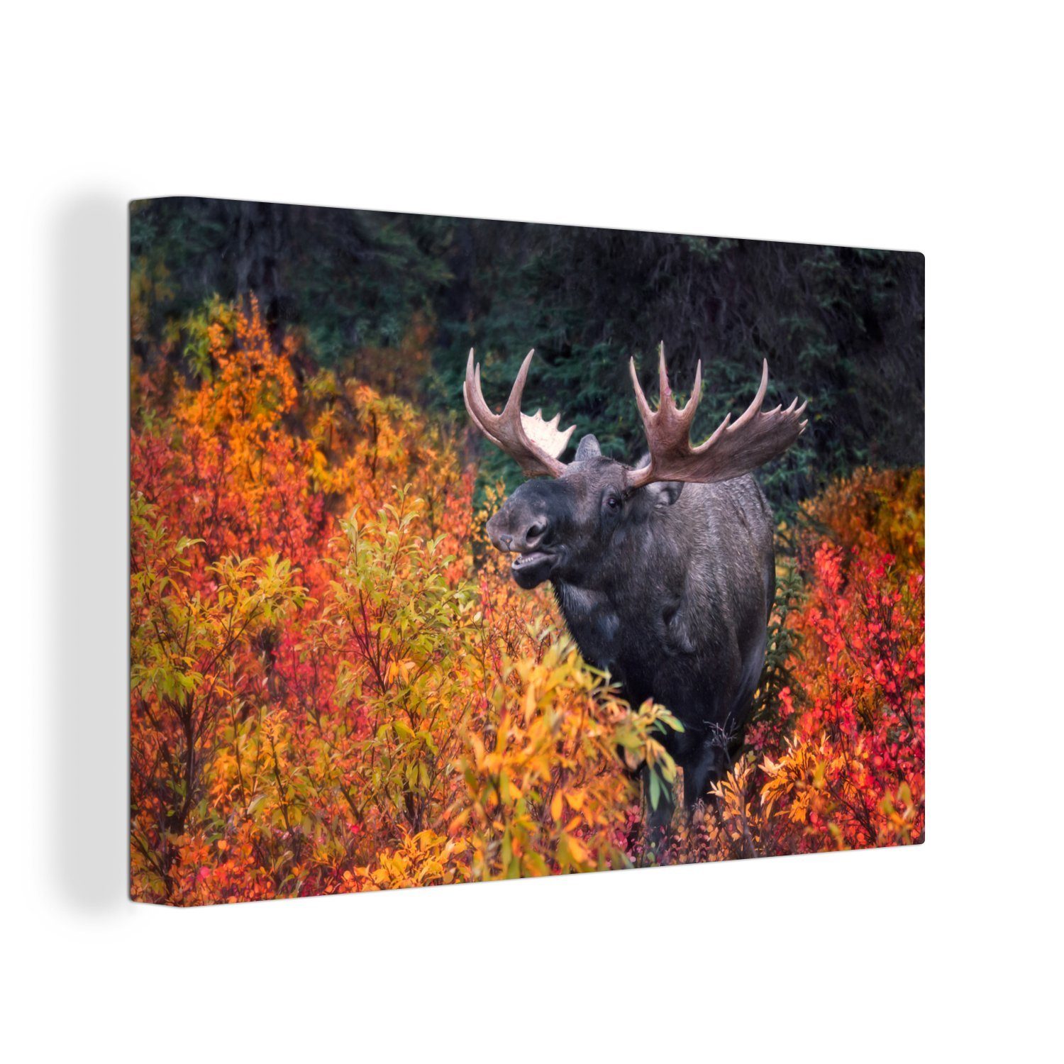 OneMillionCanvasses® Leinwandbild Ein Elch zwischen bunten günstig online kaufen