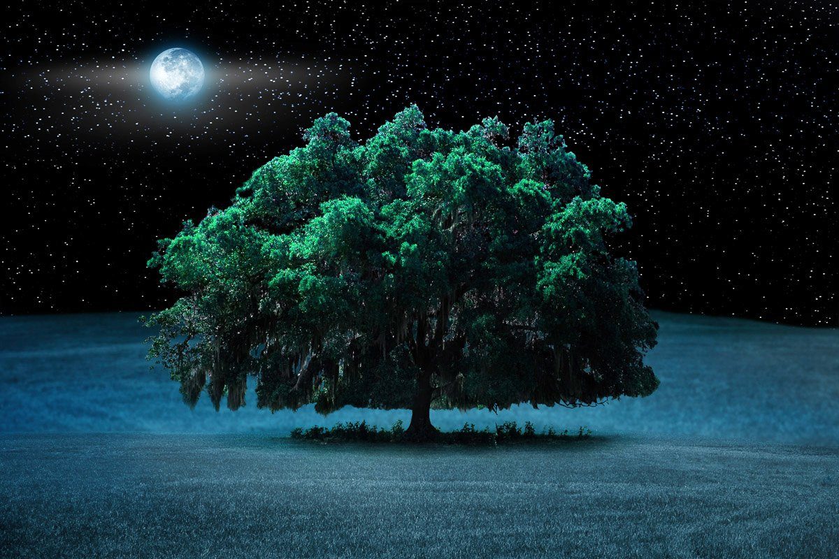 Papermoon Fototapete Baum in Landschaft bei Nacht