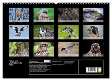 CALVENDO Wandkalender Falken und Greifvögel. Edle Jäger (Premium, hochwertiger DIN A2 Wandkalender 2023, Kunstdruck in Hochglanz)