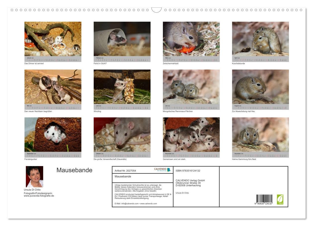 Thumbnail - CALVENDO Wandkalender Mausebande (Wandkalender 2026 DIN A2 quer), CALVENDO Monatskalender