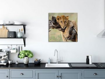 Pixxprint Glasbild Junger Löwe in der Natur, Junger Löwe in der Natur (1 St), Glasbild aus Echtglas, inkl. Aufhängungen und Abstandshalter