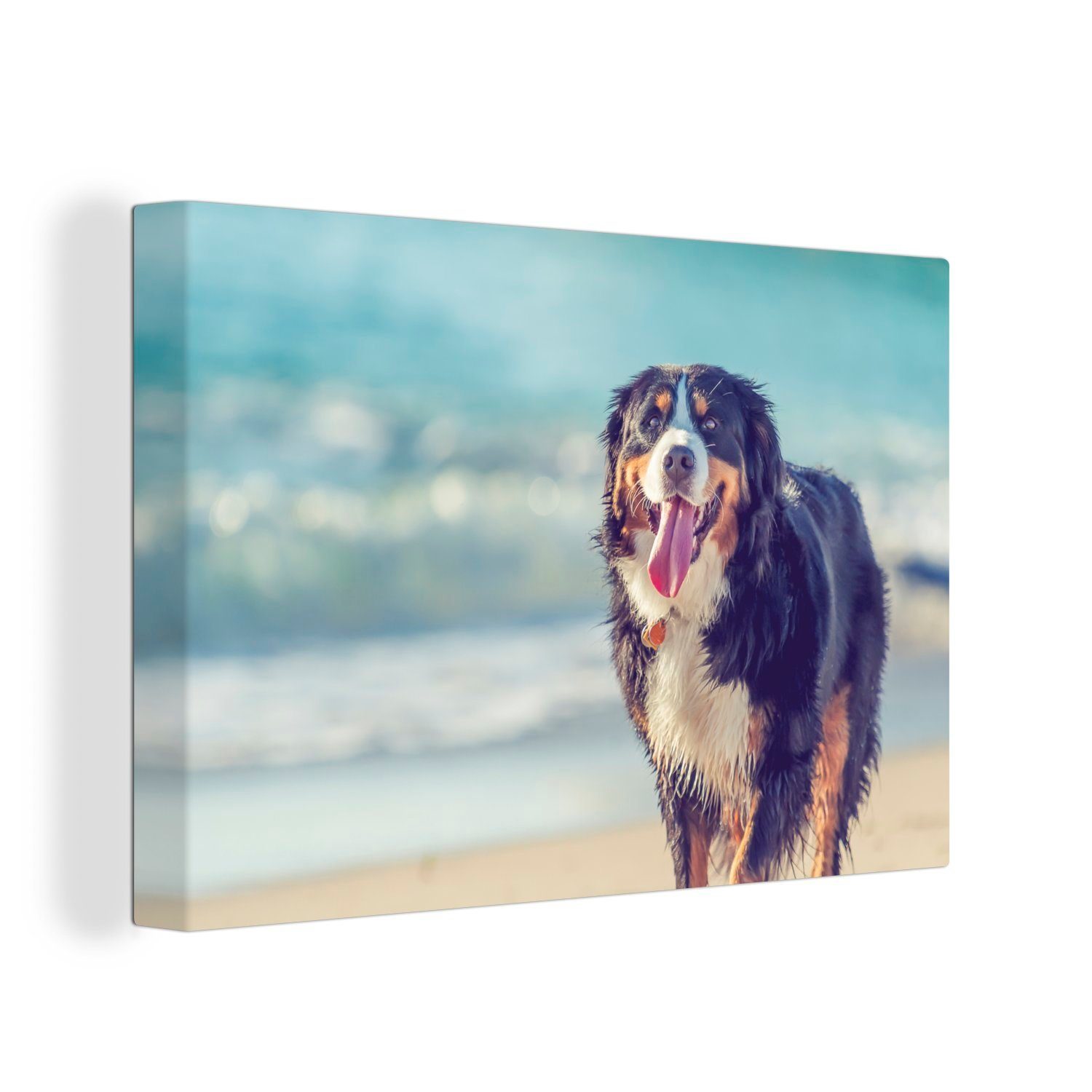OneMillionCanvasses® Leinwandbild Sennenhund am St), (1 Wanddeko, cm Aufhängefertig, Berner Ein Spaziergang Wandbild 30x20 Strand, Leinwandbilder, beim