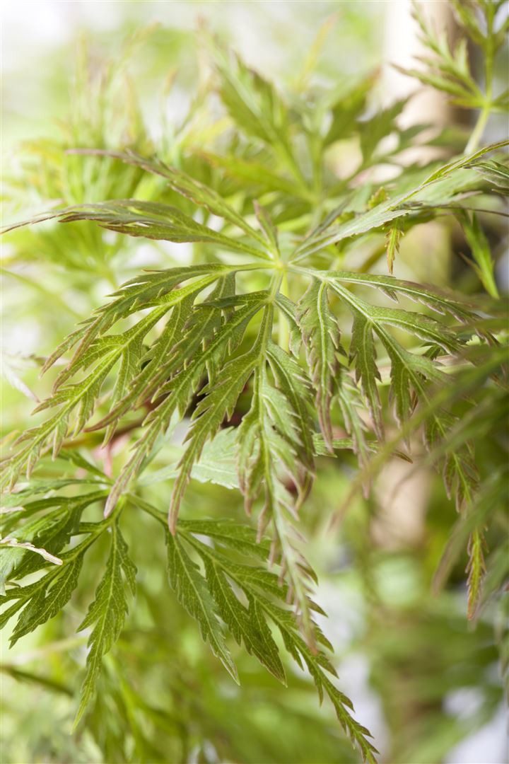 Pflanzen für Dich Gehölze Acer palm. Emerald Lace, 1 St., Japanischer Ahorn, Fächerahorn