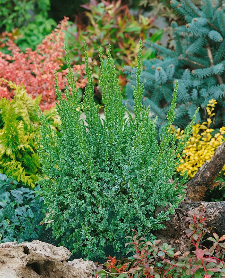 Pflanzen für Dich Konifere Juniperus squamata Loderi, 1 St., Chinesischer Wacholder, Blauer Zwergwacholder, blaugrün, kriechend