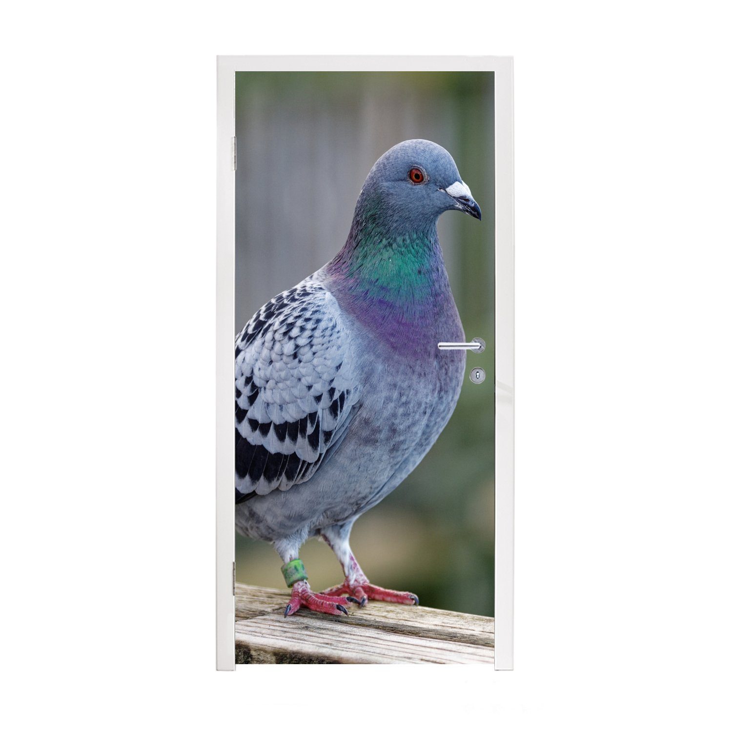 MuchoWow Türtapete Taube - Vogel - Lila - Federn, Matt, bedruckt, (1 St), Selbstklebende Tapete, Folie für Möbel, 75x205 cm