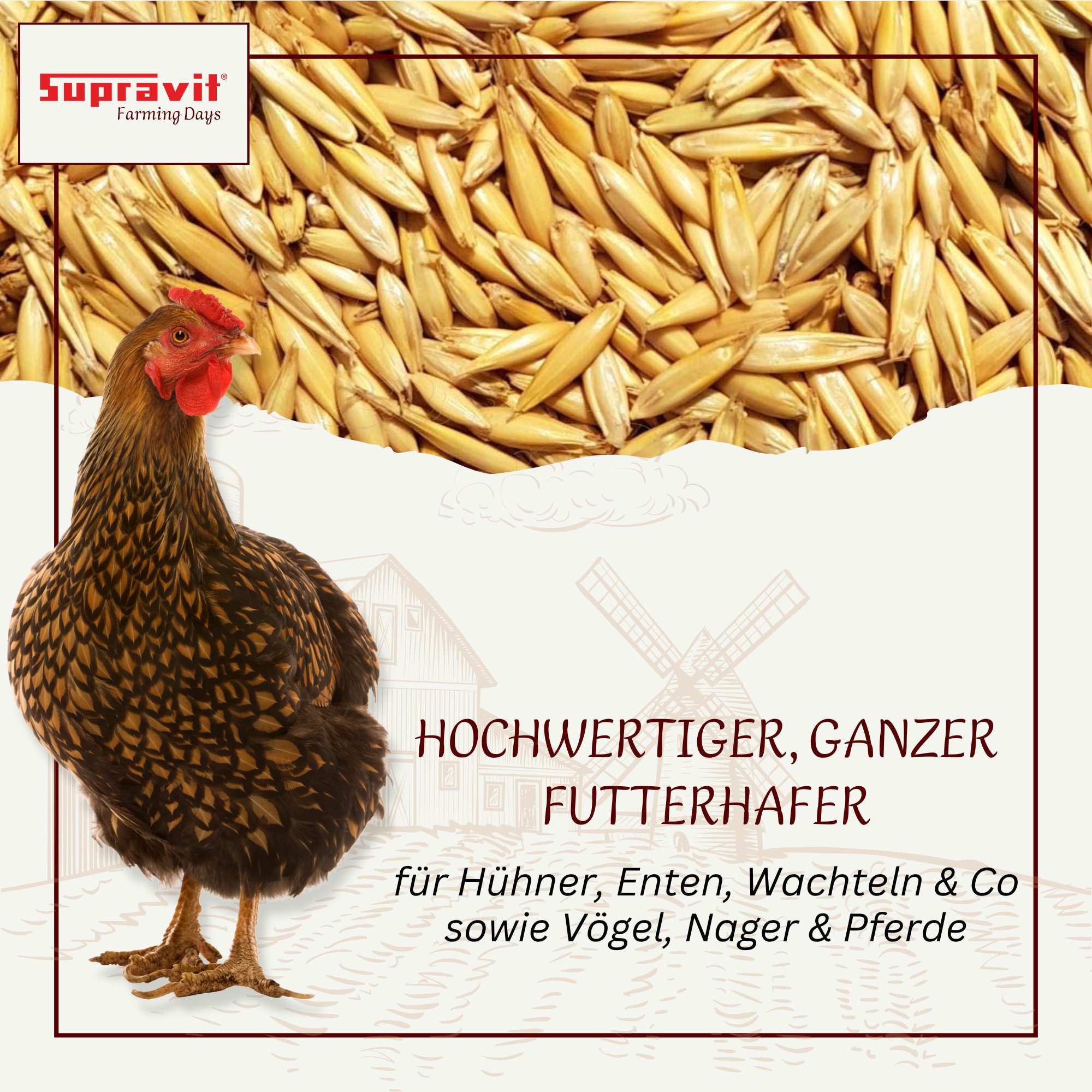 Supravit Hafer ganz 25kg Frischer gelber Futterhafer natürlich & ungeschält, Ergänzungsfutter für: Nutz-/ Wildtier