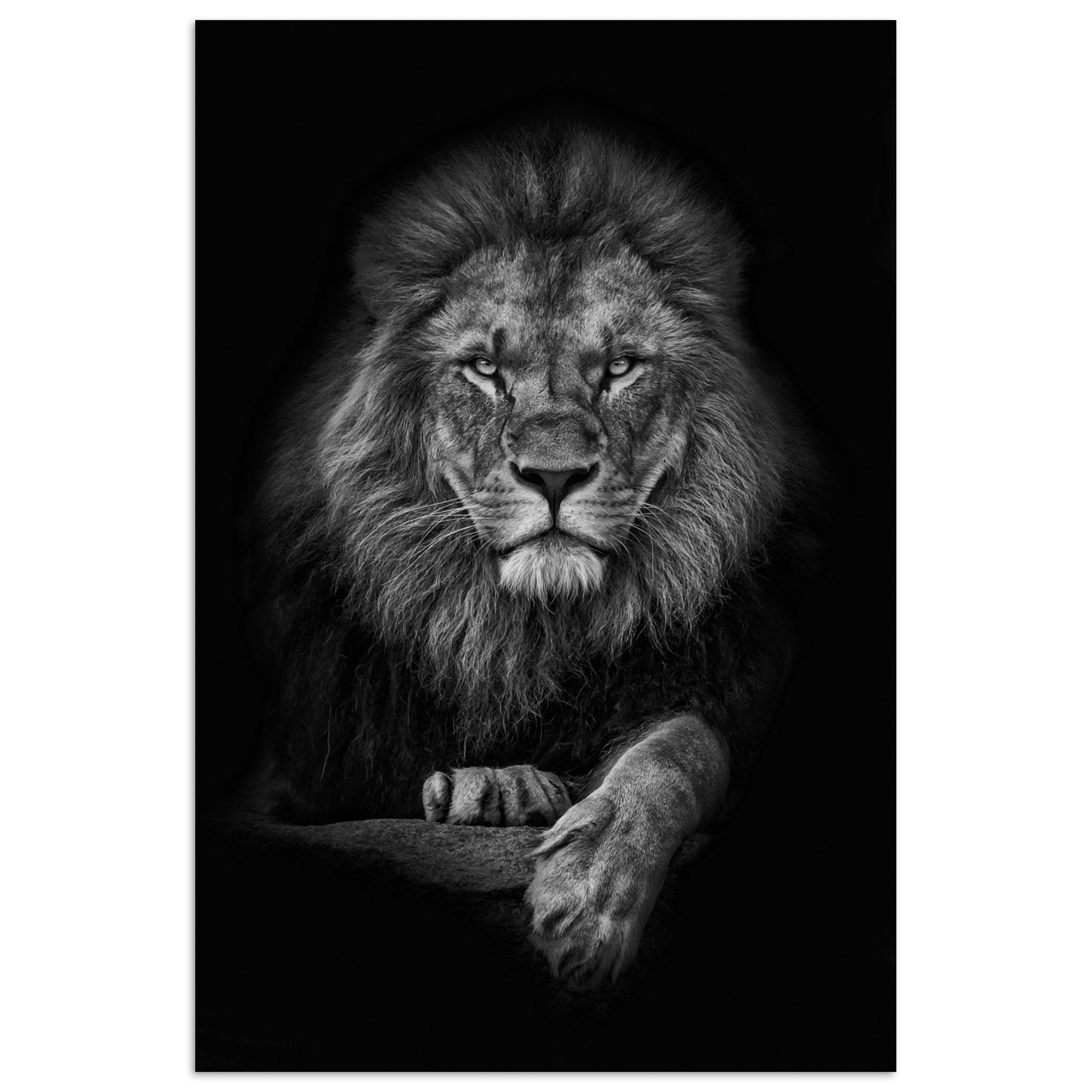 MuchoWow Poster Löwe - Tiere - Schwarz - Weiß, (1 St), Poster ohne Rahmen, Wandbild, Wandposter, 20x30 cm