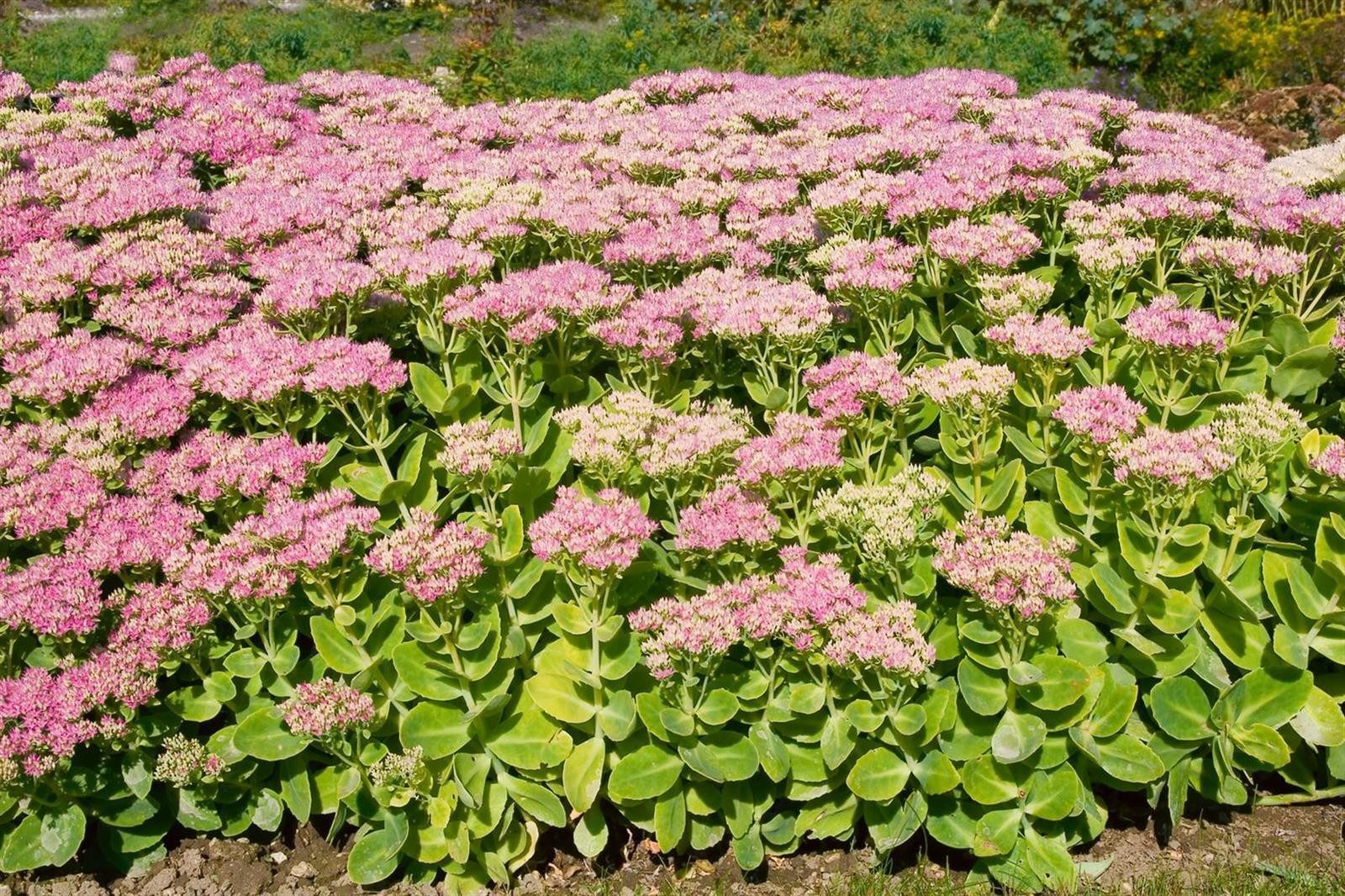 Pflanzen für Dich Staude Sedum spectabile Brillant, 1 St., Prächtige Fetthenne, Herbstfreude