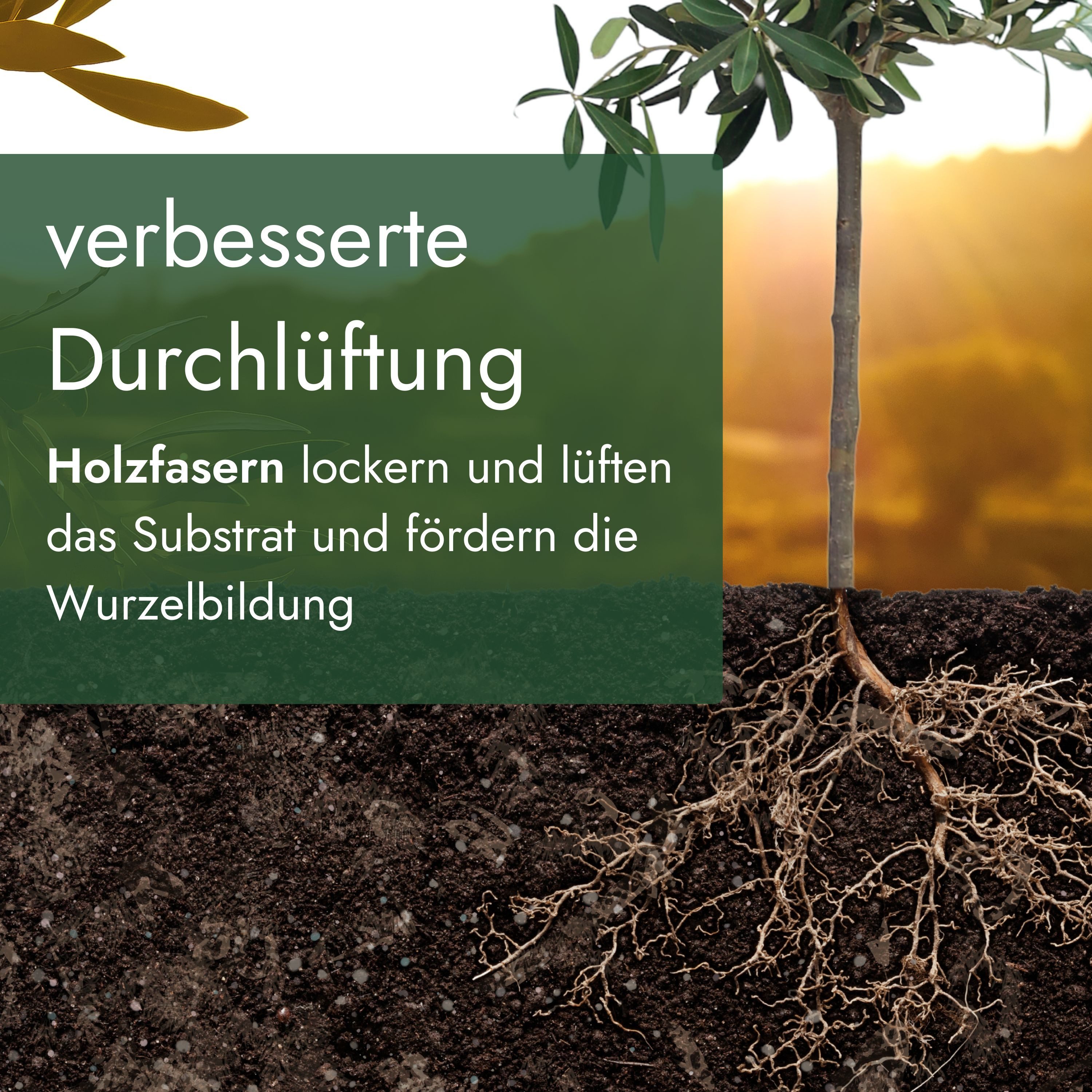 Meine Orangerie Spezialerde Olivenbaum Erde, mit hochwertigem Mehrnährstoffdünger, (Spezialsubstrat für mediterrane Kübelpflanzen und Gehölze), 10 Liter – Bild 5 von 5