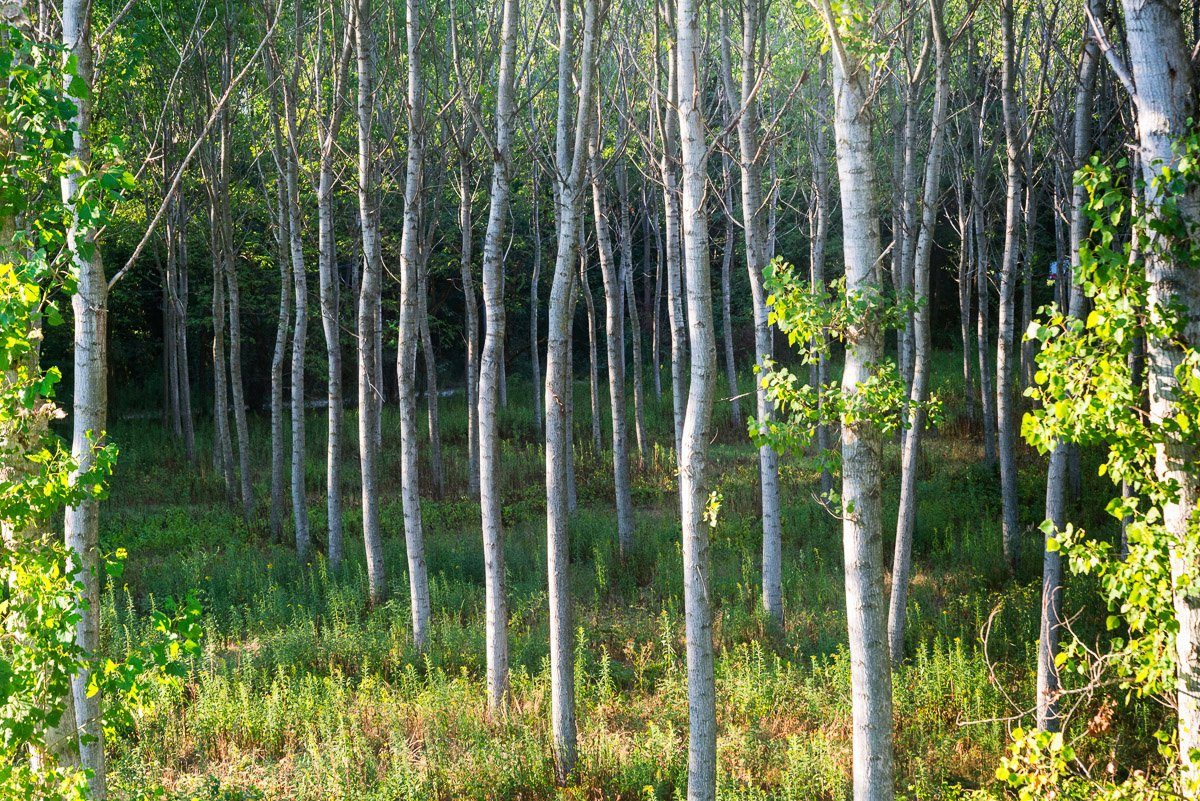 Fototapete Birkenwald
