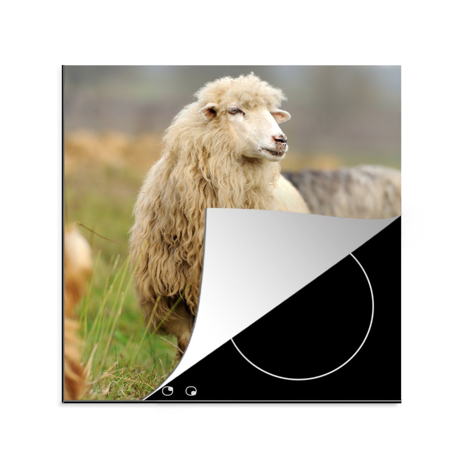 MuchoWow Herdblende-/Abdeckplatte Schafe - Wolle - Gras, Vinyl, (1 tlg), 78x78 cm, Ceranfeldabdeckung, Arbeitsplatte für küche