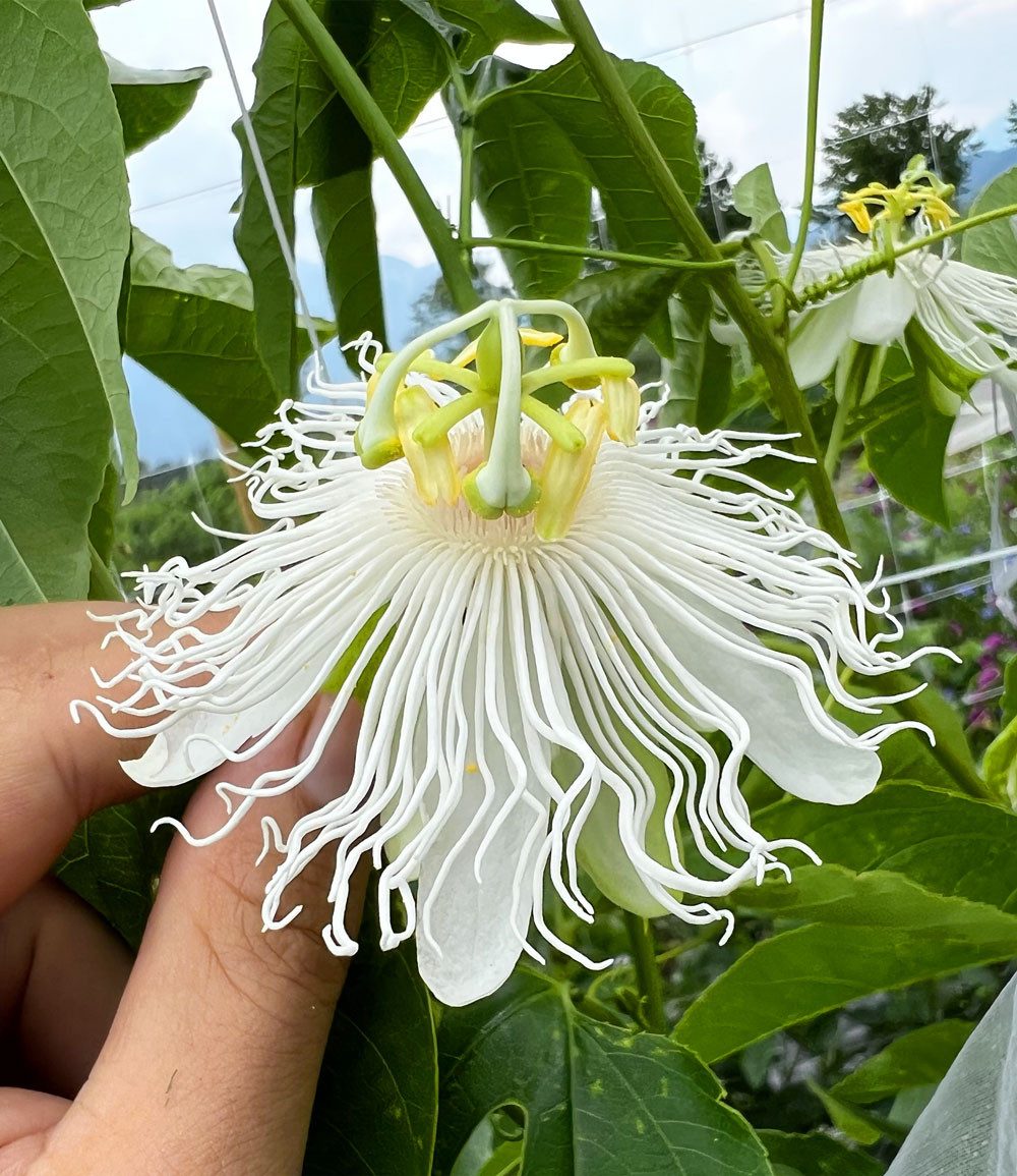 BALDUR Garten Obstpflanze Winterharte Passionsblume Cooltropics® 'Snowstar®', 1 St., Maracuja-früchte, essbar,winterhart, mehrjährig, pflegeleicht – Bild 3 von 3