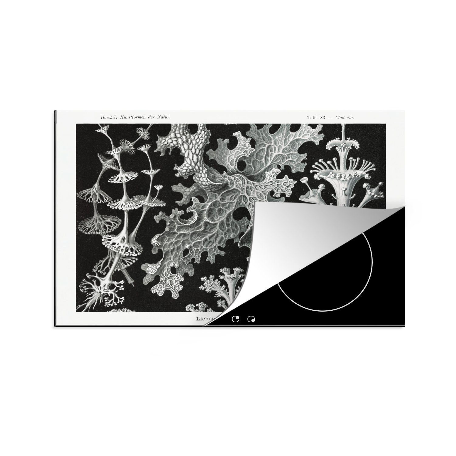 MuchoWow Herdblende-/Abdeckplatte Kunst - Koralle - Ernst Haeckel - Alte Meister - Natur, Vinyl, (1 tlg), 80x52 cm, Induktionskochfeld Schutz für die küche, Ceranfeldabdeckung
