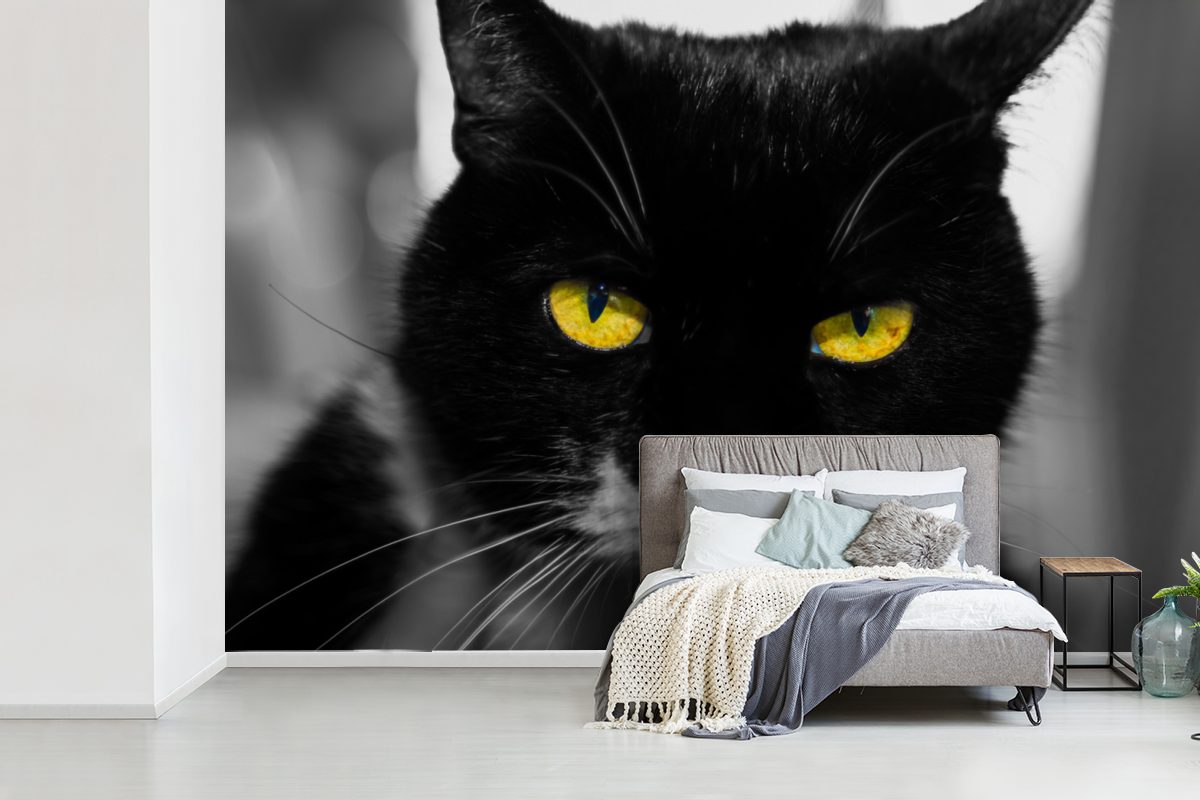 MuchoWow Fototapete Wallpaper St), Tapete schwarzen für Kinderzimmer, Vinyl bedruckt, Matt, einer gelben Augen, Schwarz-Weiß-Foto mit Katze des (6 Kopfes Wohnzimmer, Schlafzimmer