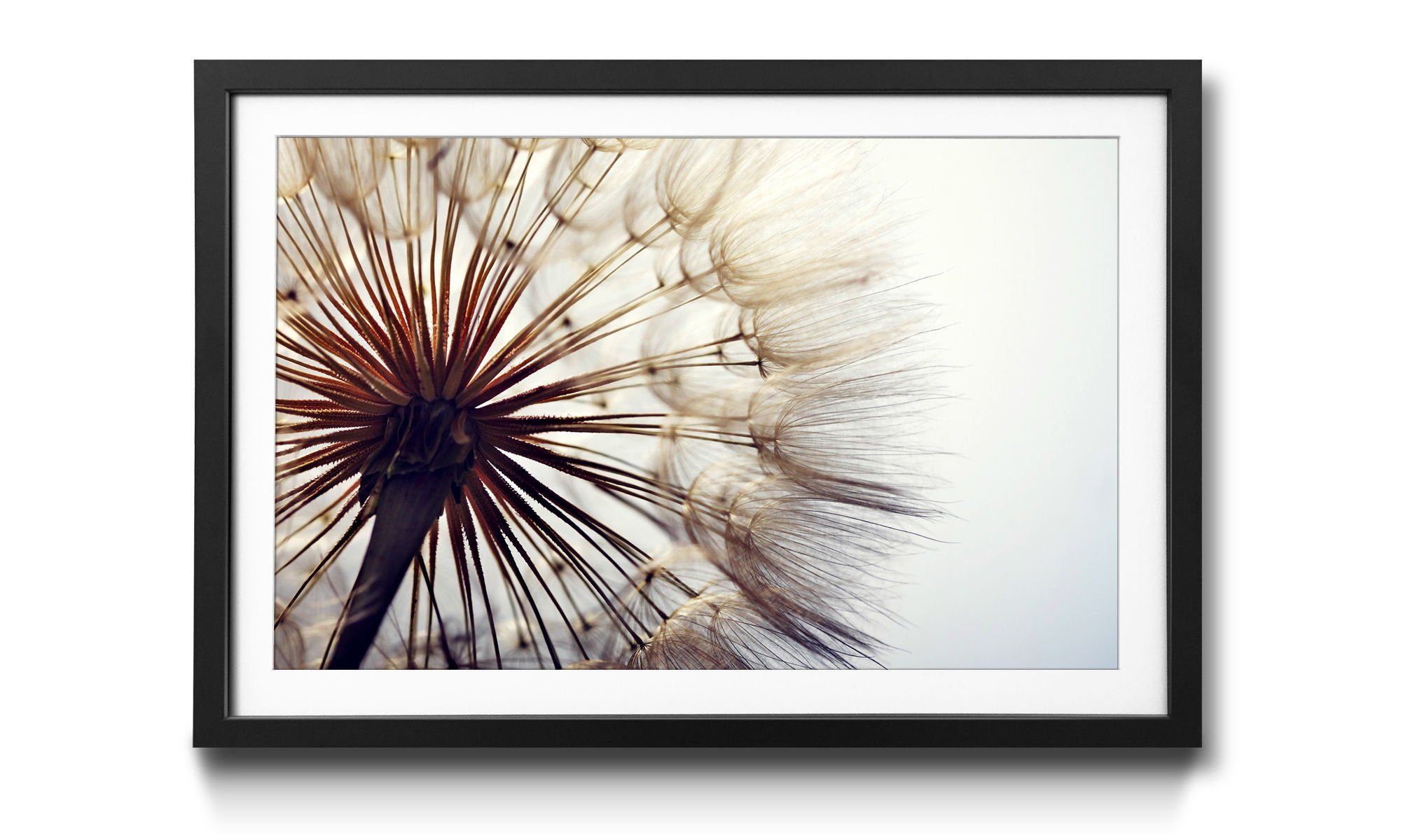 Bild Rahmen 4 Wandbild, in mit erhältlich Größen WandbilderXXL Dandelion, Big Blumen,