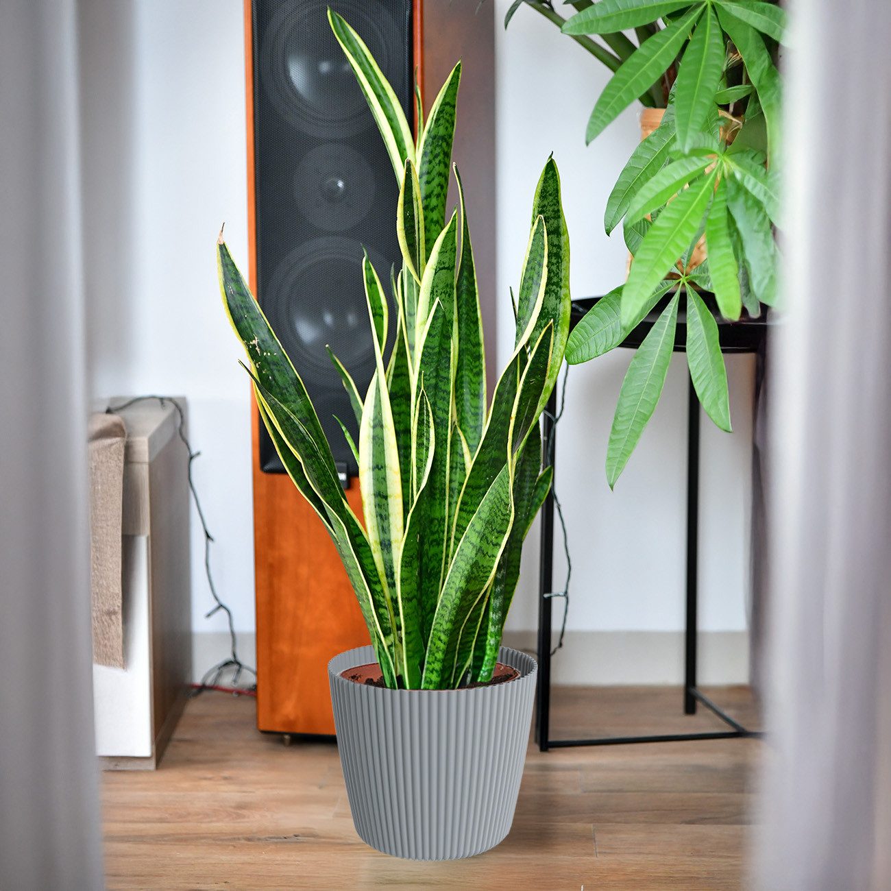 Green Me Up Zimmerpflanze Bogenhanf Sansevieria - pflegeleichte Zimmerpflanze - Höhe 80-90 cm -