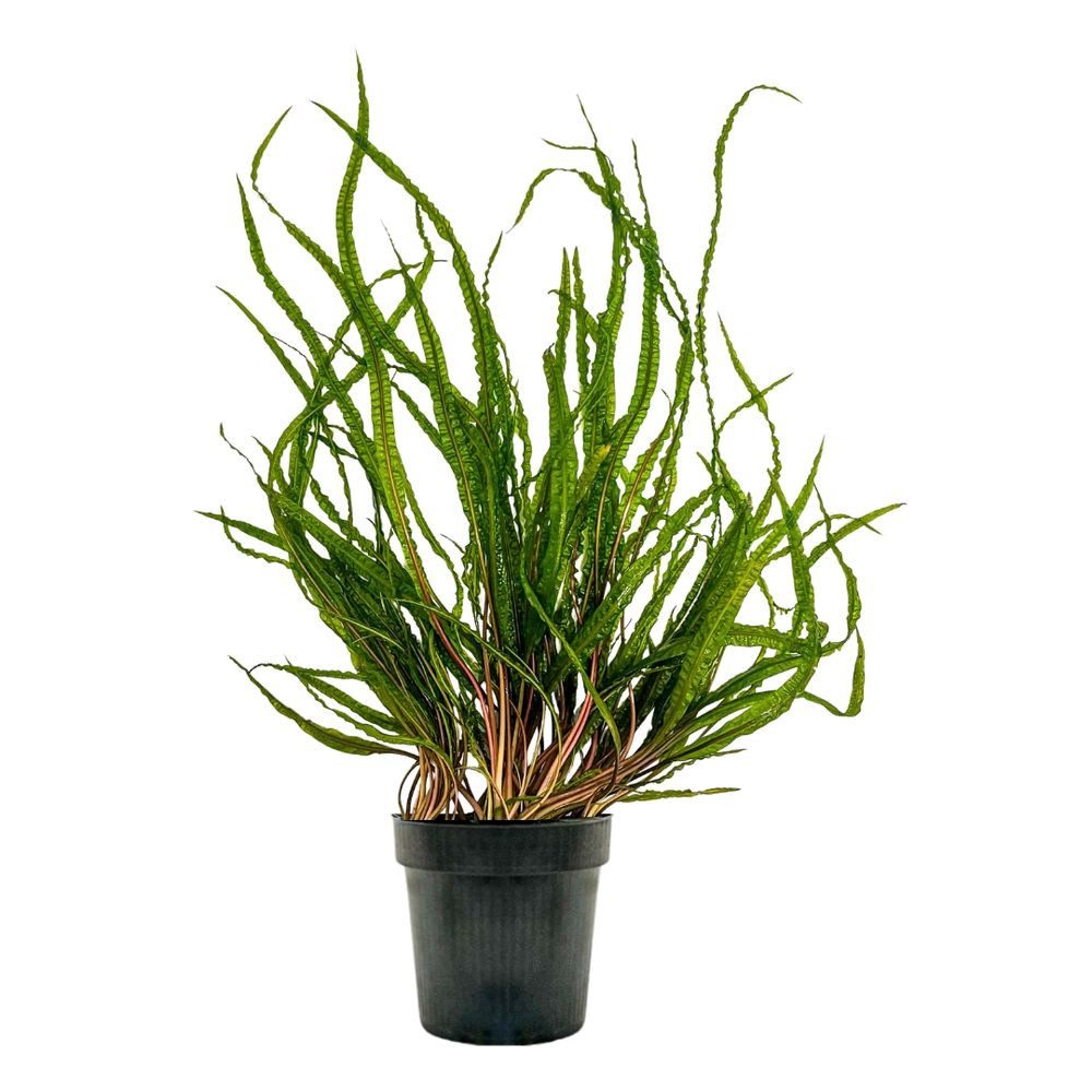 Aquaone Wasserpflanze Mutterpflanze Aquariumpflanze Cryptocoryne Balansae Topf Nr.309B XL