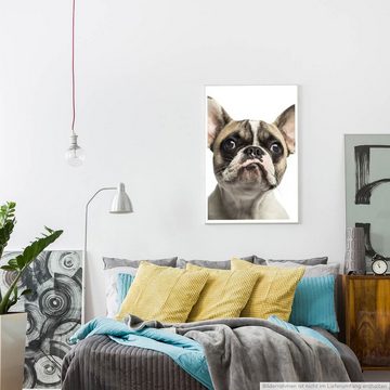 Sinus Art Poster Tierfotografie 60x90cm Poster Französische Bulldogge mit Schmollmund